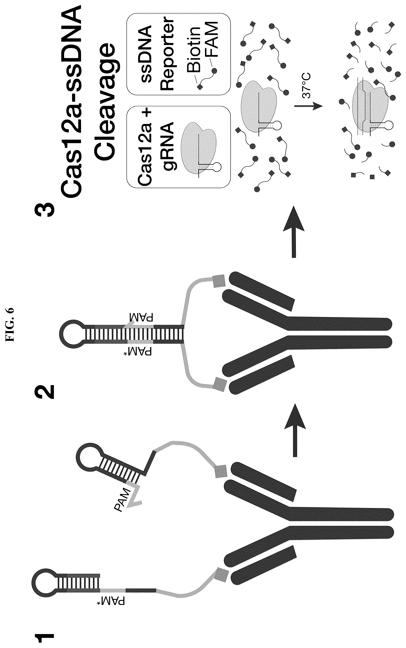 Patent US12618098 Figure 10 – Proximity-driven activation of CRISPR-Cas systems for detection of diverse molecular analytes