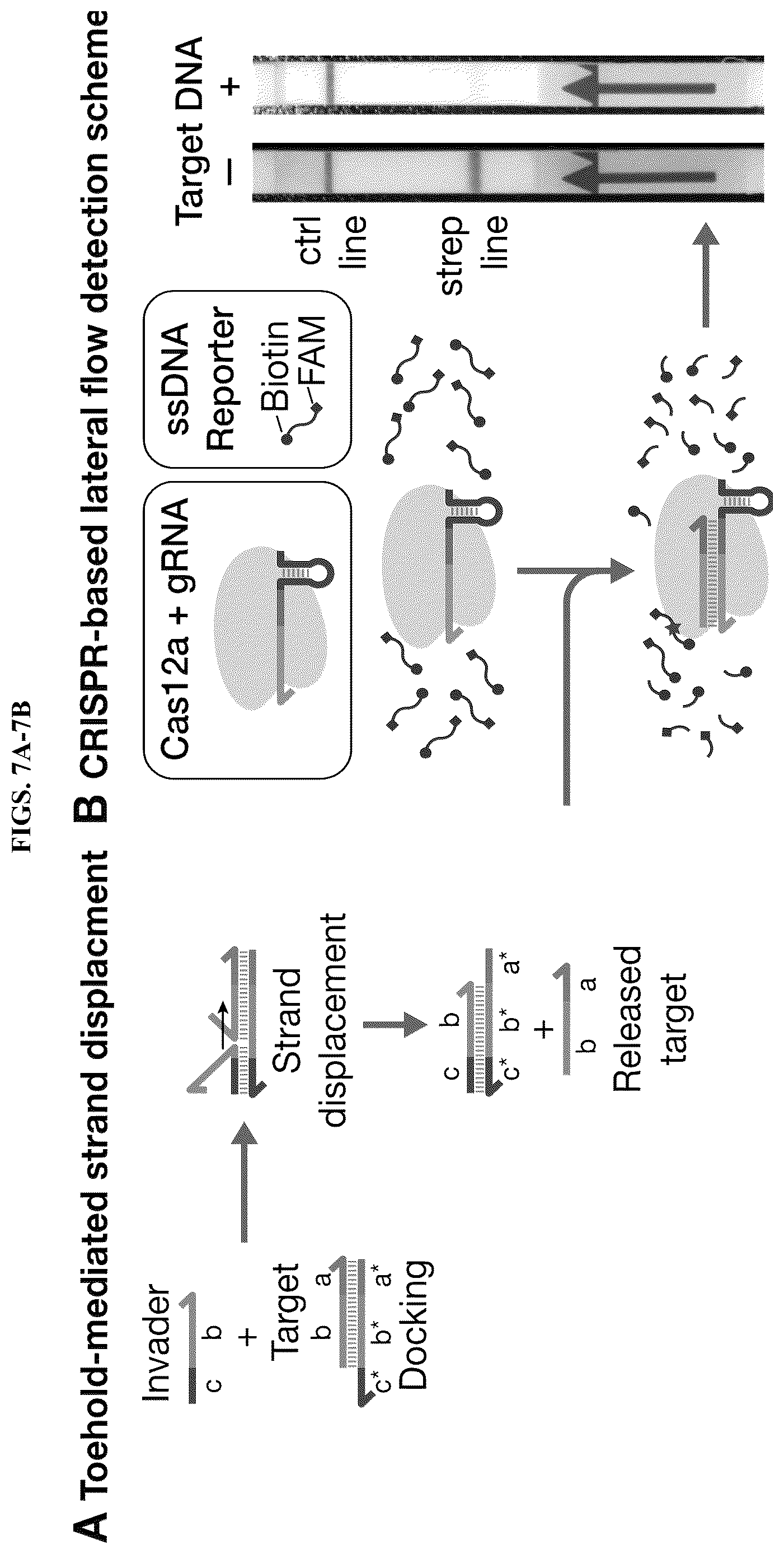 Patent US12618098 Figure 11 – Proximity-driven activation of CRISPR-Cas systems for detection of diverse molecular analytes