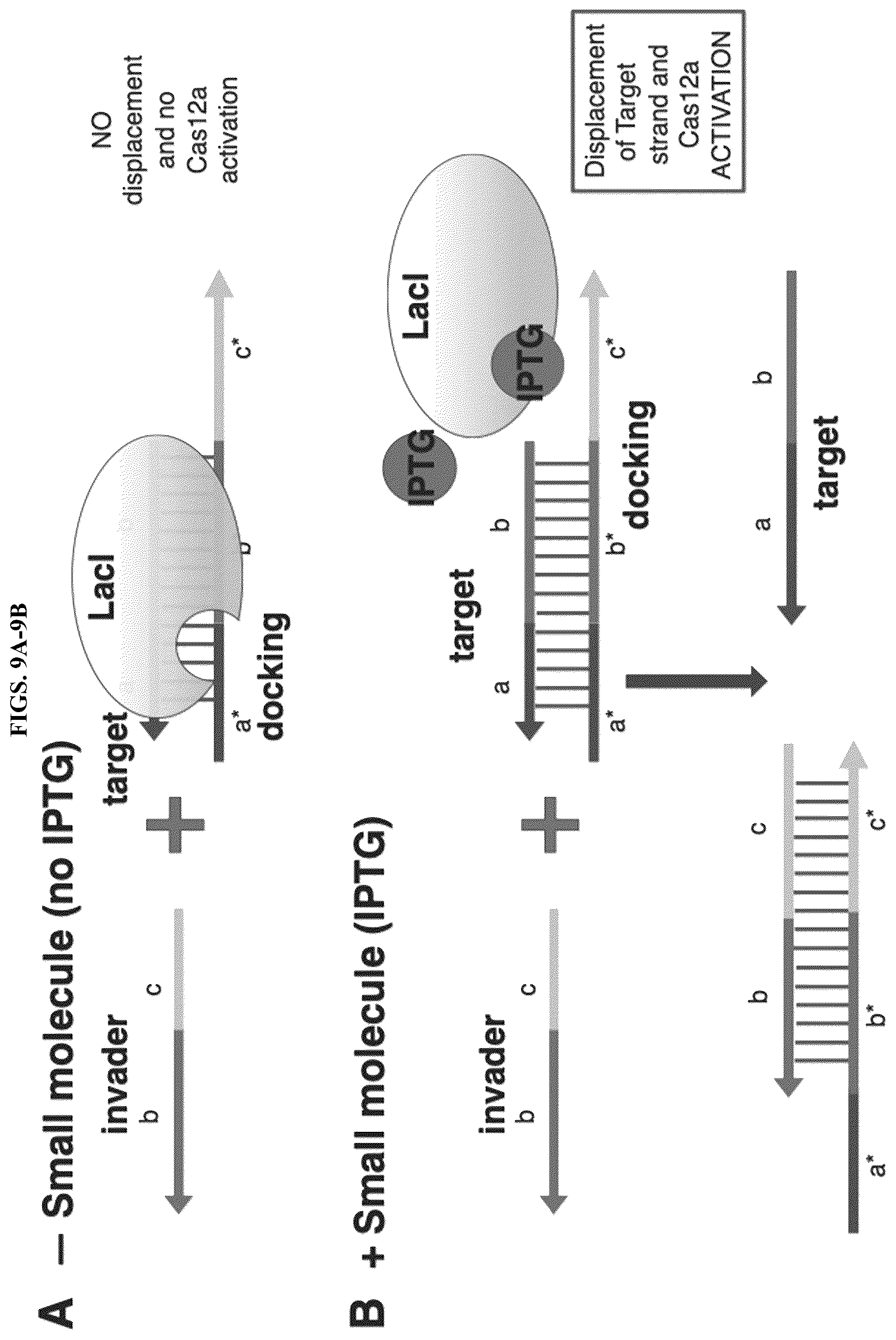 Patent US12618098 Figure 13 – Proximity-driven activation of CRISPR-Cas systems for detection of diverse molecular analytes