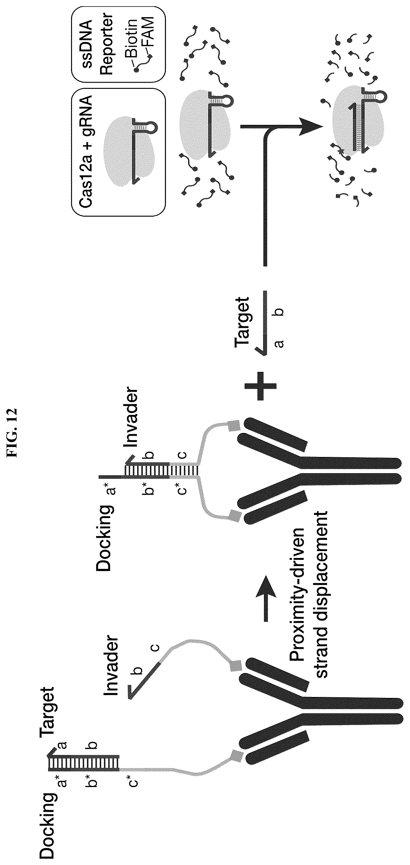 Patent US12618098 Figure 18 – Proximity-driven activation of CRISPR-Cas systems for detection of diverse molecular analytes