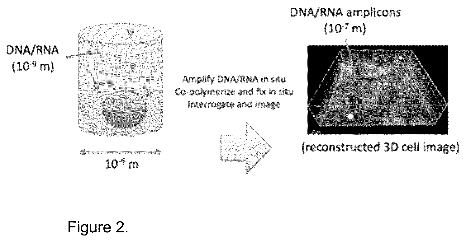 Patent US12618099 Figure 2 – Compositions and methods for analyte detection