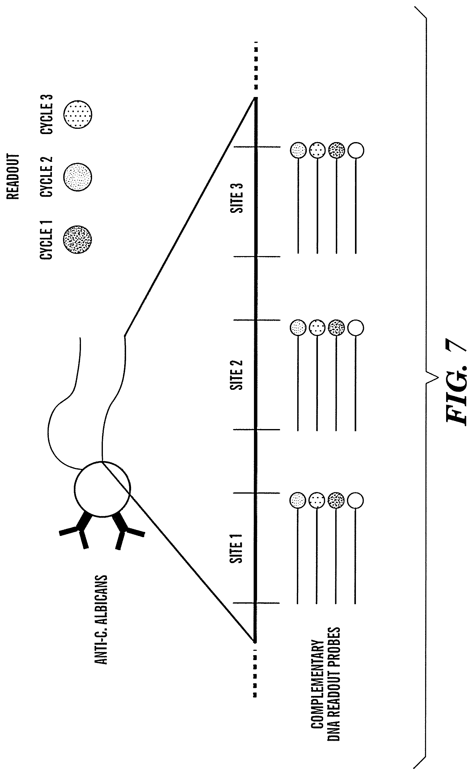 Patent US12618099 Figure 7 – Compositions and methods for analyte detection