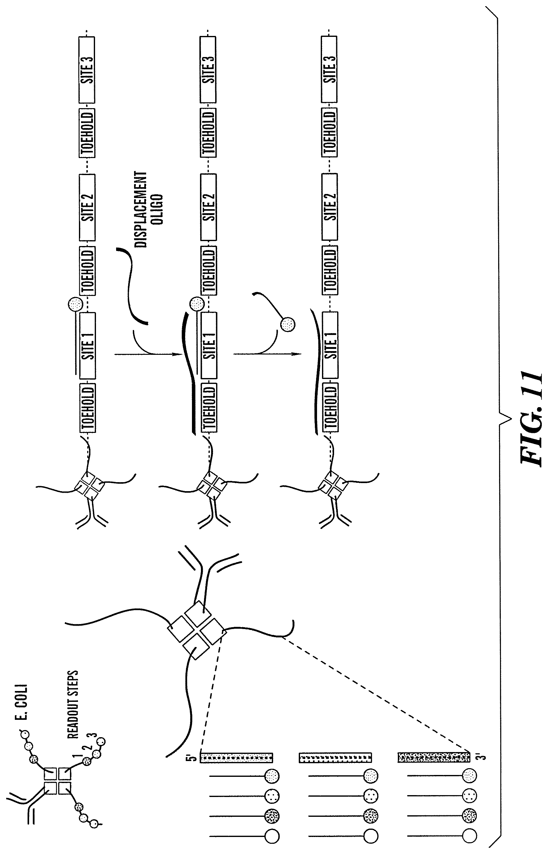 Patent US12618099 Figure 11 – Compositions and methods for analyte detection