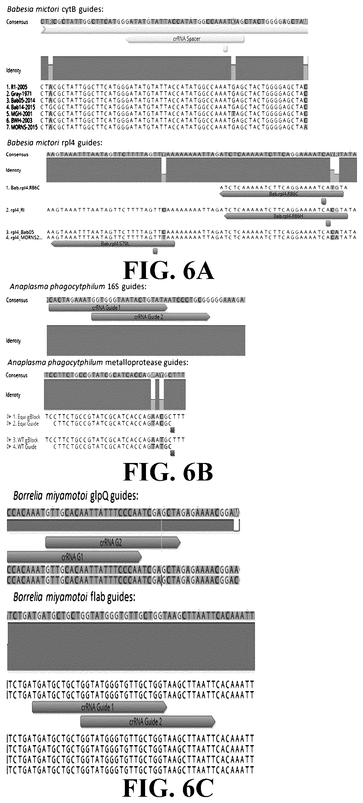 Patent US12618101 Figure 4 – Sherlock assays for tick-borne diseases