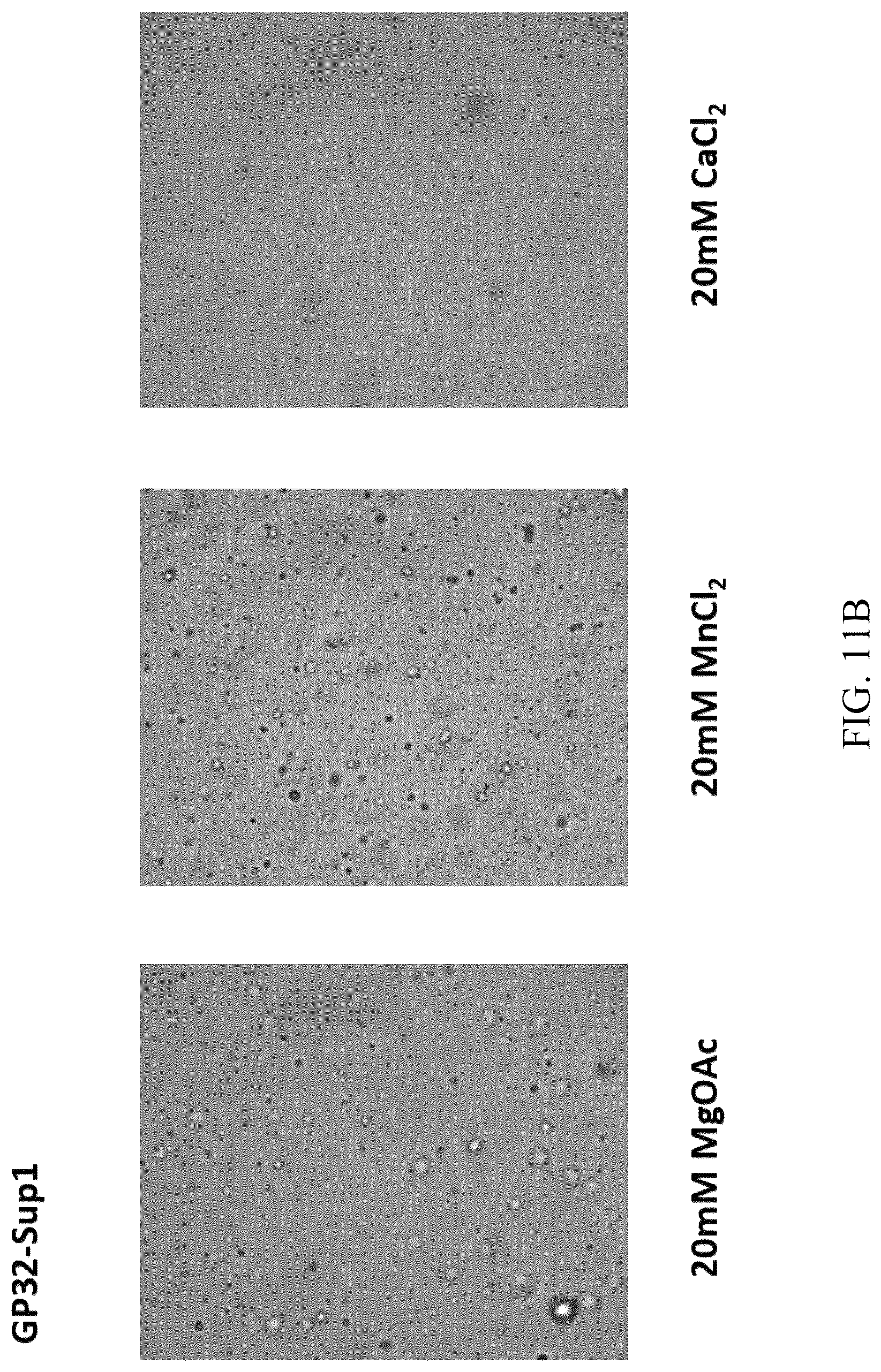 Patent US12618102 Figure 20 – Biochemical reaction methods and reagents comprising intrinsically disordered regions