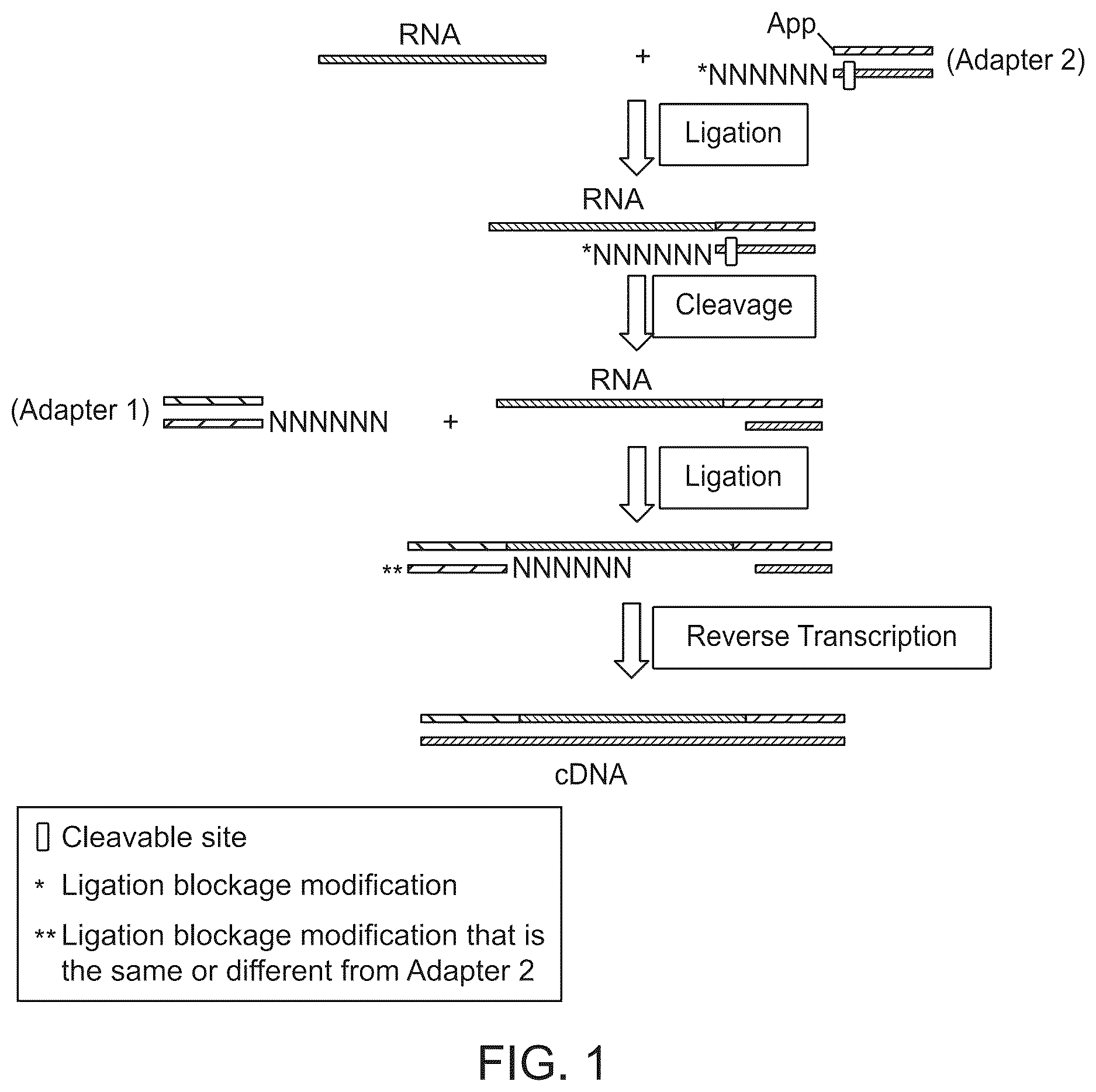 Patent US12618107 Figure 1 – Methods for forming adapter ligated nucleic acid molecules
