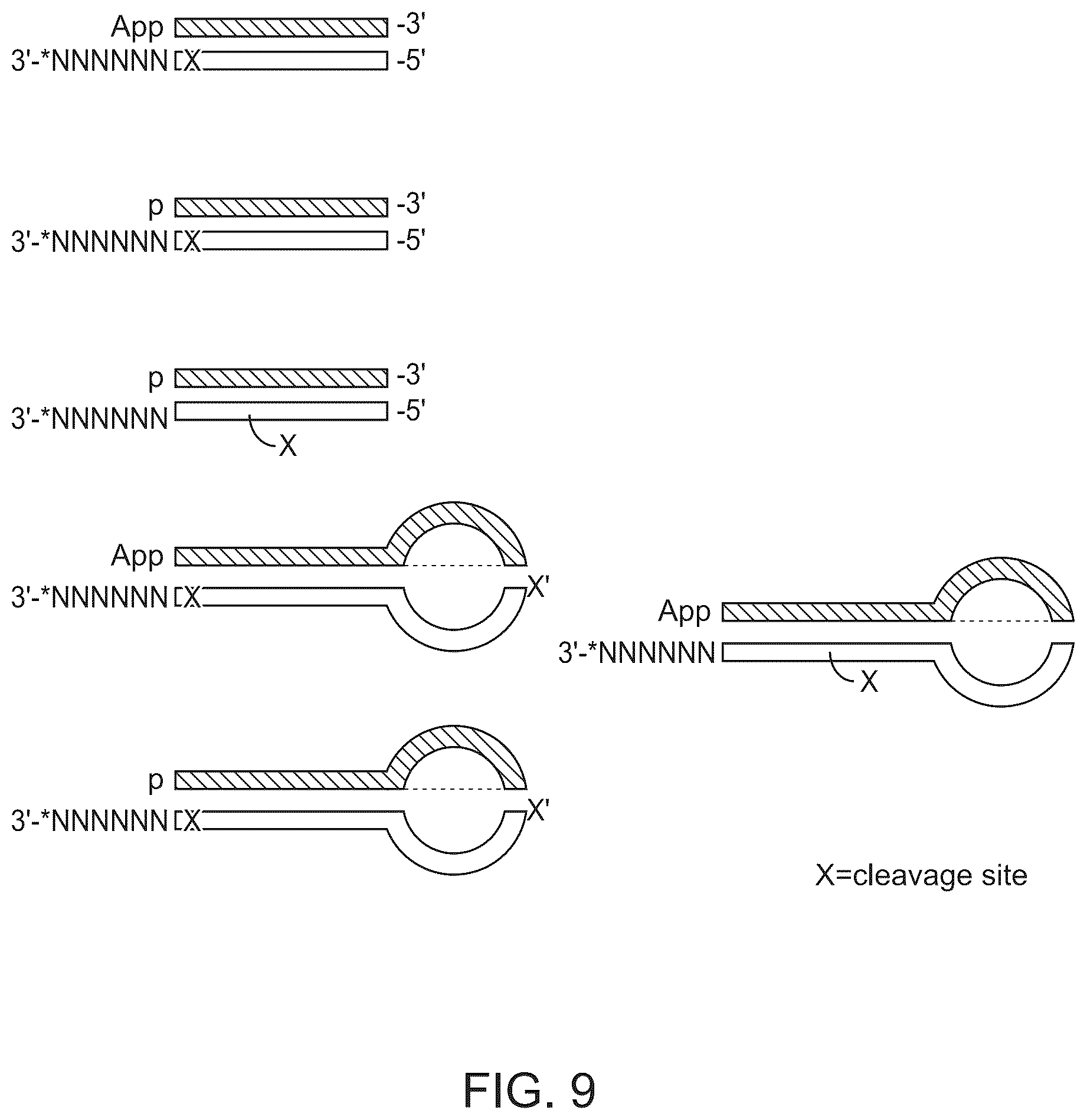 Patent US12618107 Figure 10 – Methods for forming adapter ligated nucleic acid molecules