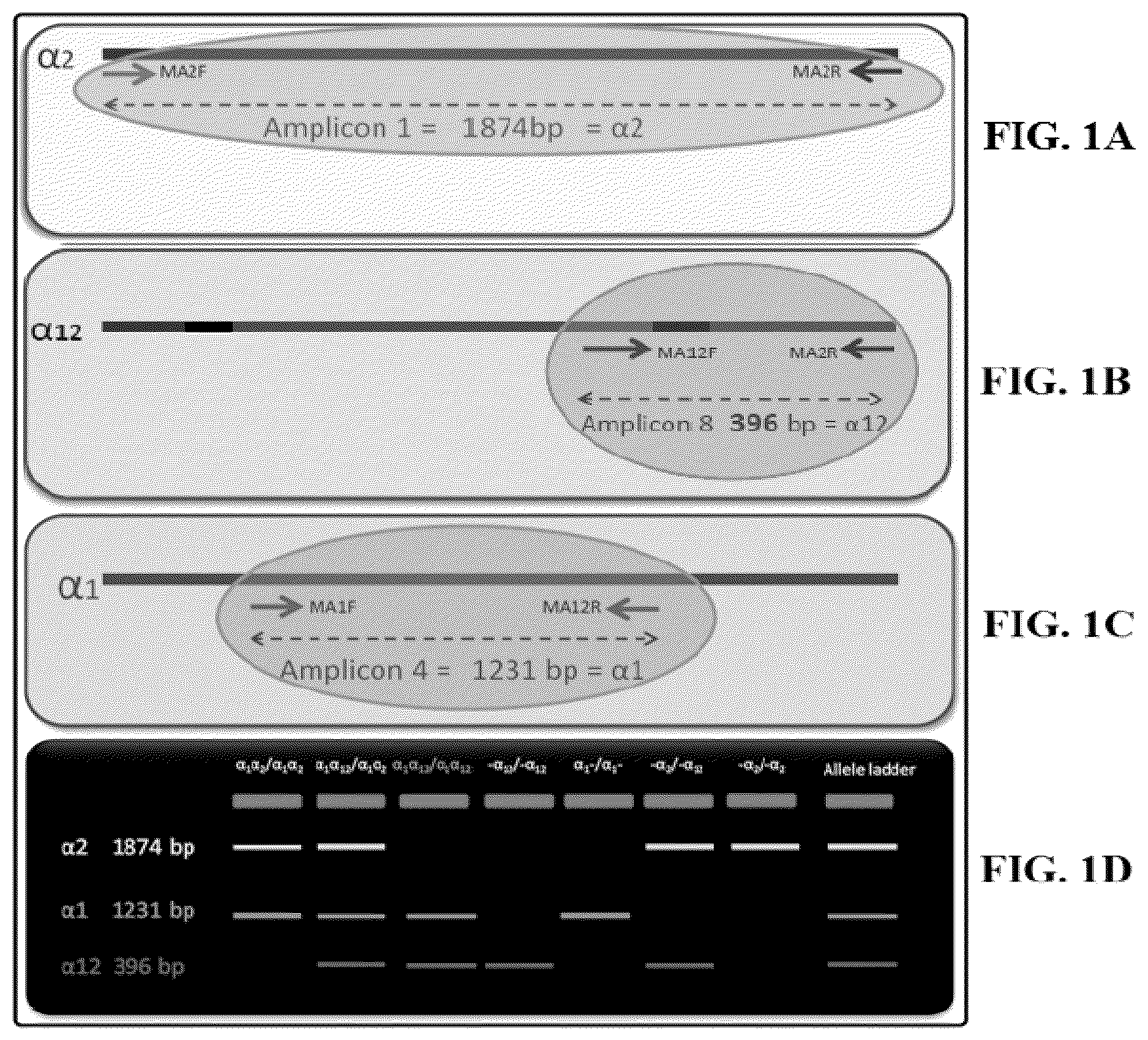 Patent US12618113 — Genetic test kit for detecting thalassemia — Figure 1