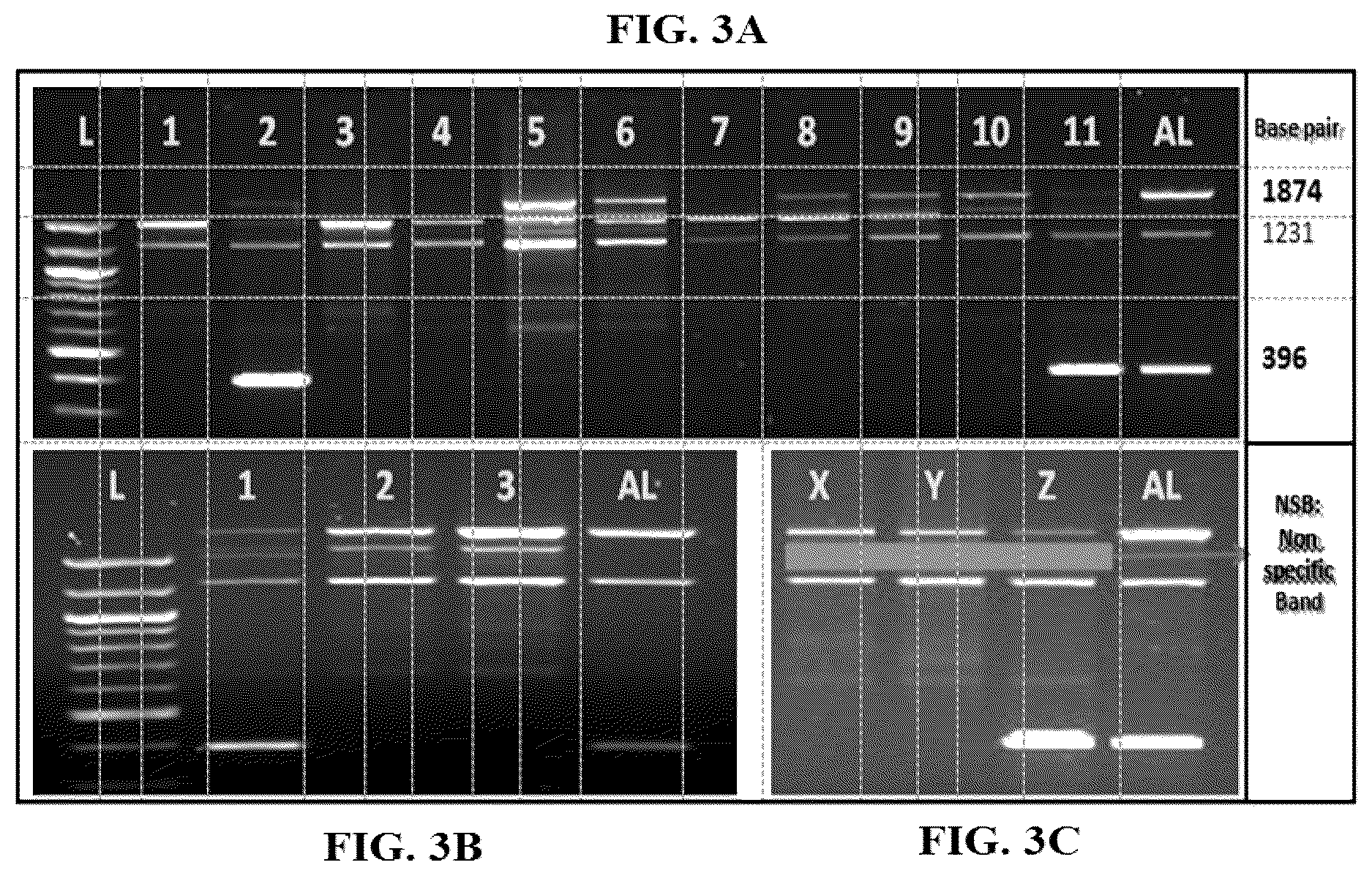Patent US12618113 Figure 3 – Genetic test kit for detecting thalassemia