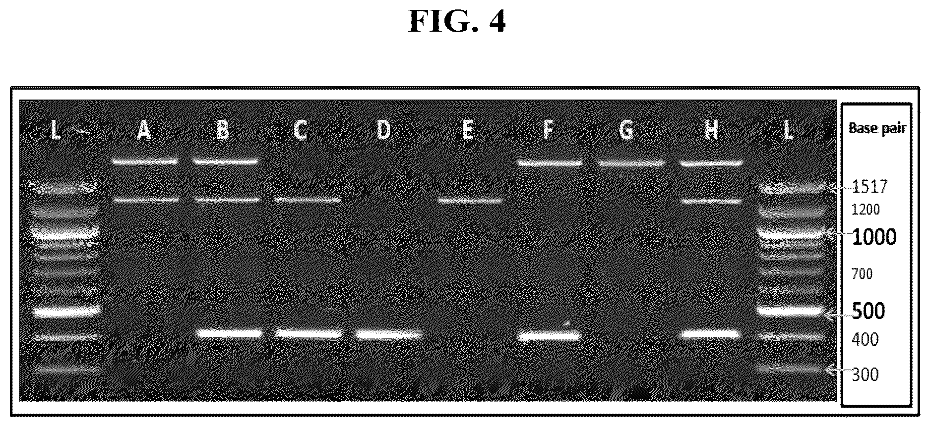 Patent US12618113 Figure 4 – Genetic test kit for detecting thalassemia
