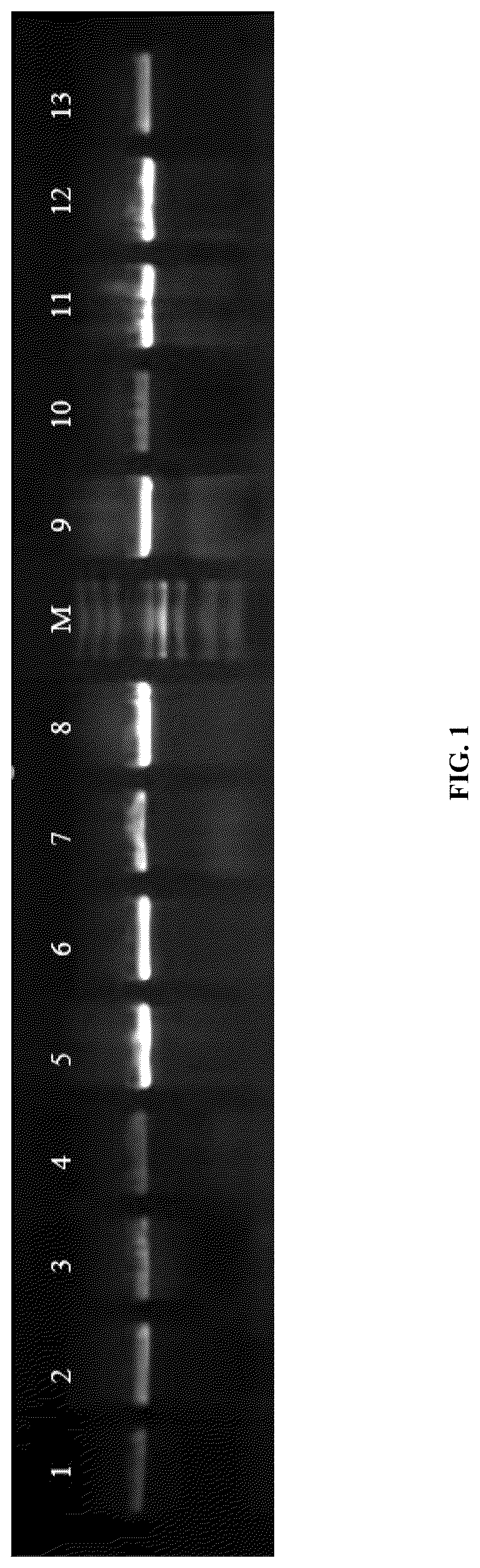Patent US12618116 Figure 1 – Specific primers for identifying Asian gypsy moth and method of detection thereby