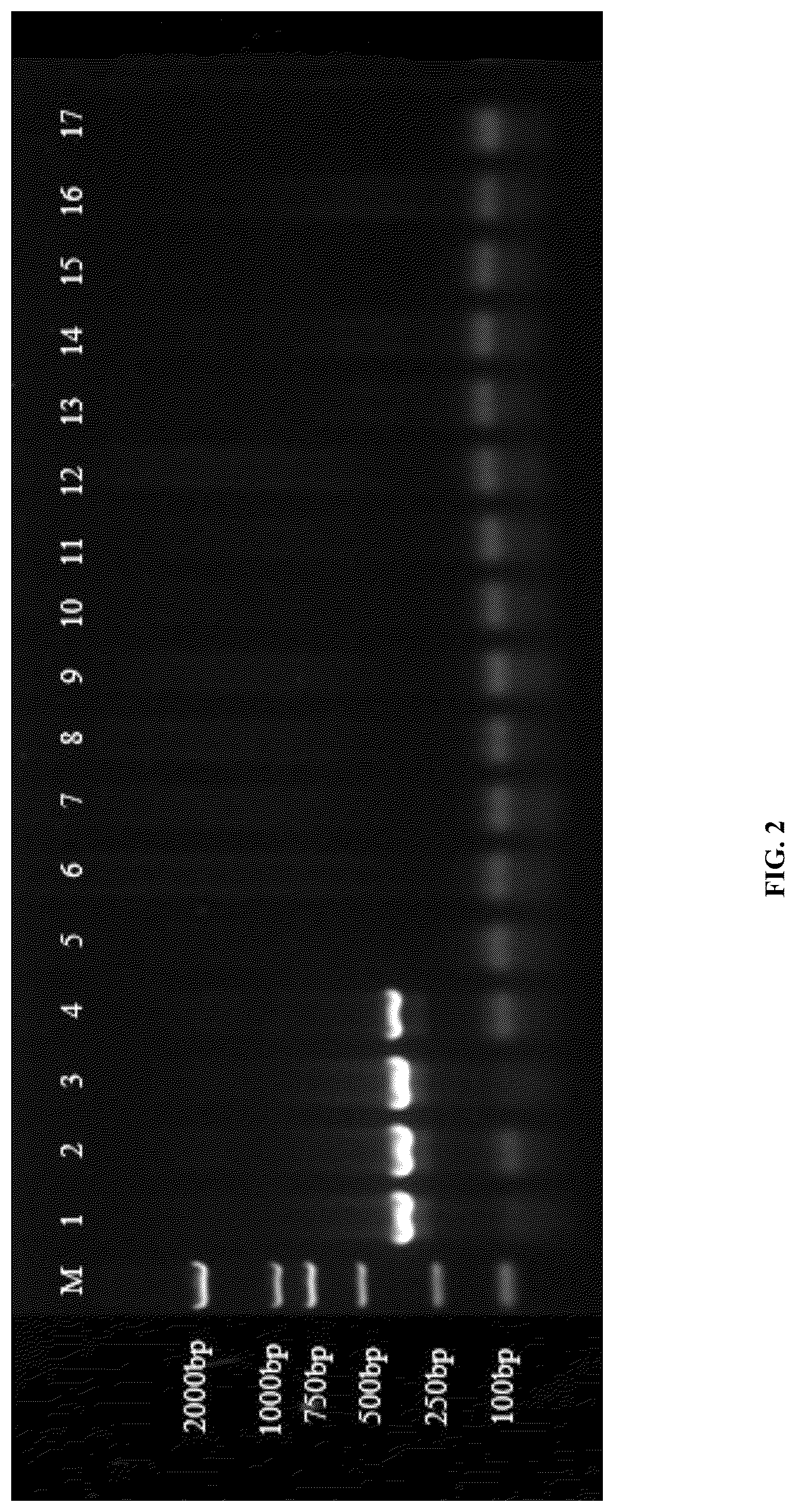 Patent US12618116 Figure 2 – Specific primers for identifying Asian gypsy moth and method of detection thereby