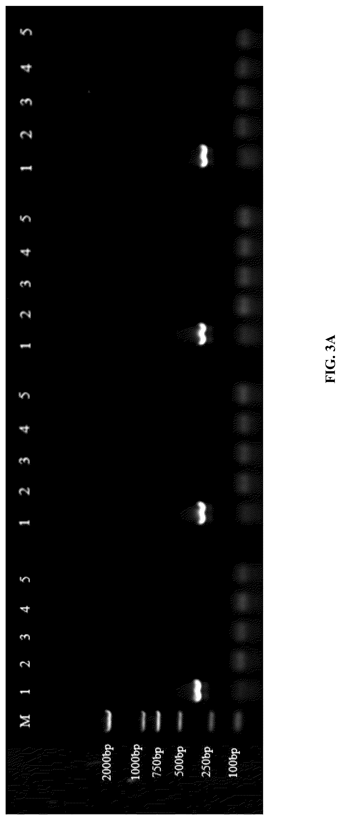 Patent US12618116 Figure 3 – Specific primers for identifying Asian gypsy moth and method of detection thereby