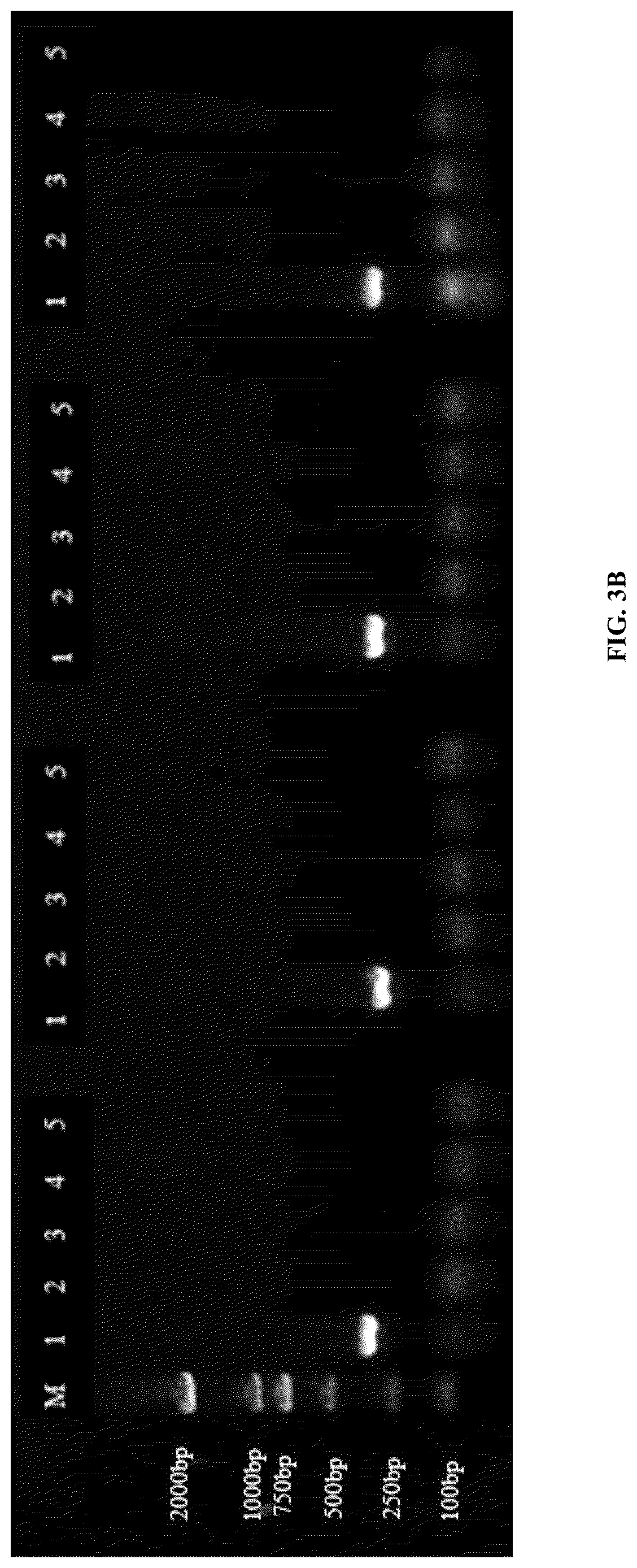 Patent US12618116 Figure 4 – Specific primers for identifying Asian gypsy moth and method of detection thereby
