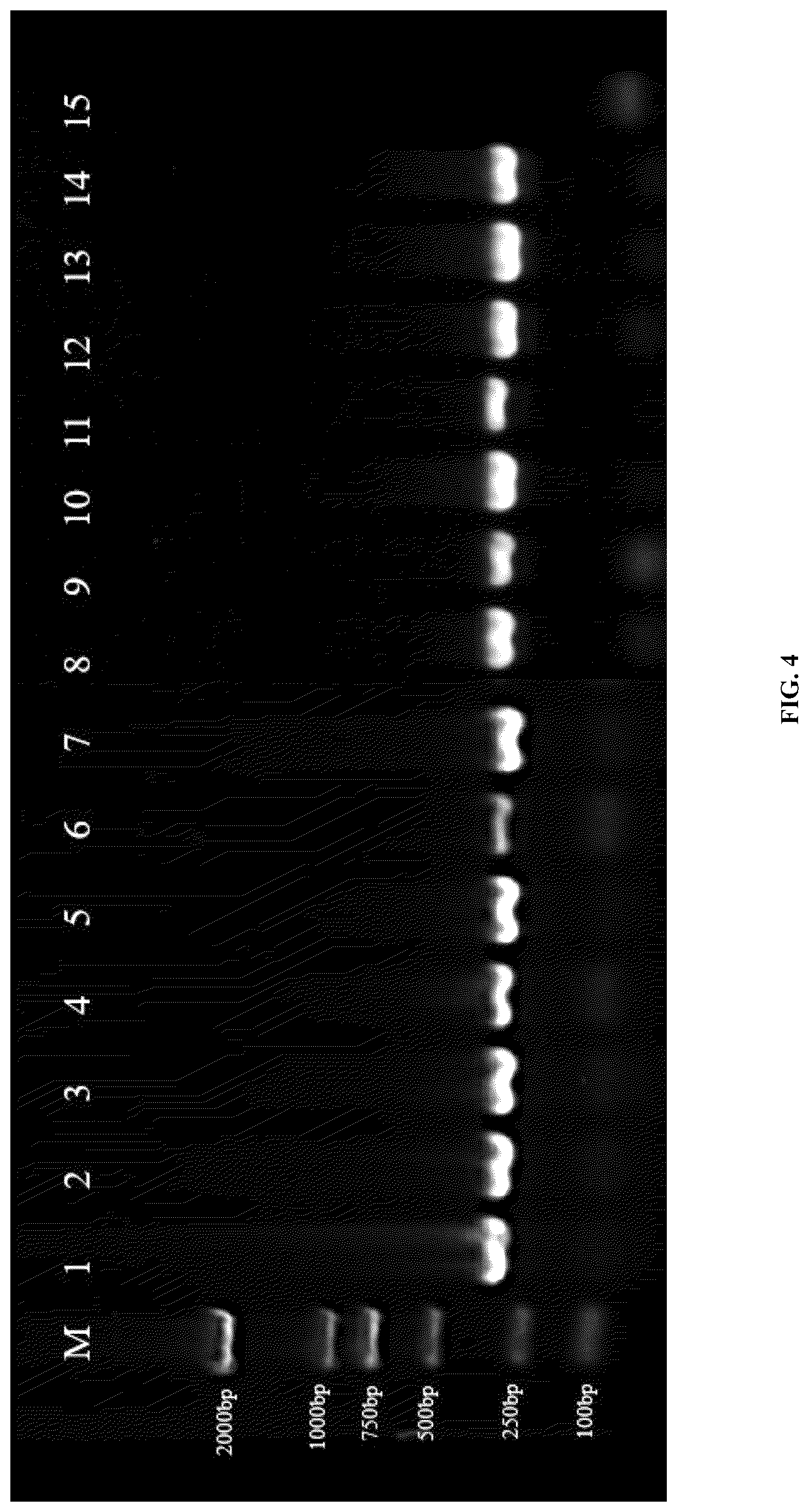 Patent US12618116 Figure 5 – Specific primers for identifying Asian gypsy moth and method of detection thereby