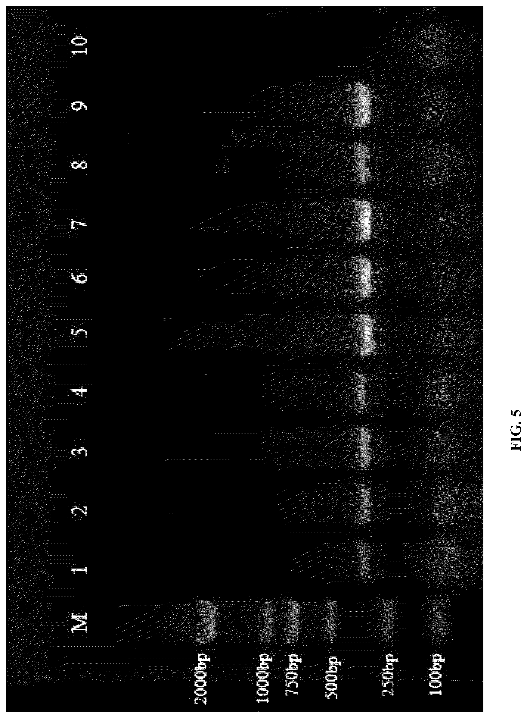Patent US12618116 Figure 6 – Specific primers for identifying Asian gypsy moth and method of detection thereby
