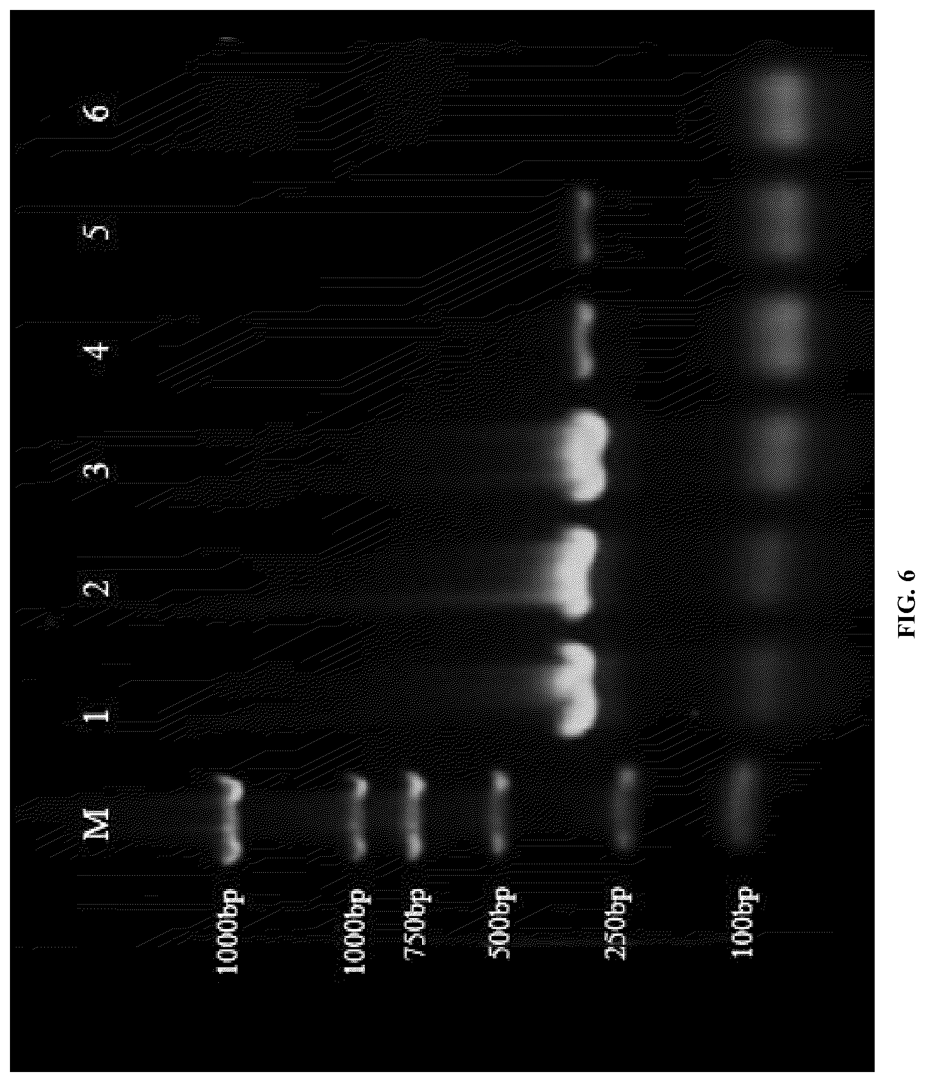 Patent US12618116 Figure 7 – Specific primers for identifying Asian gypsy moth and method of detection thereby