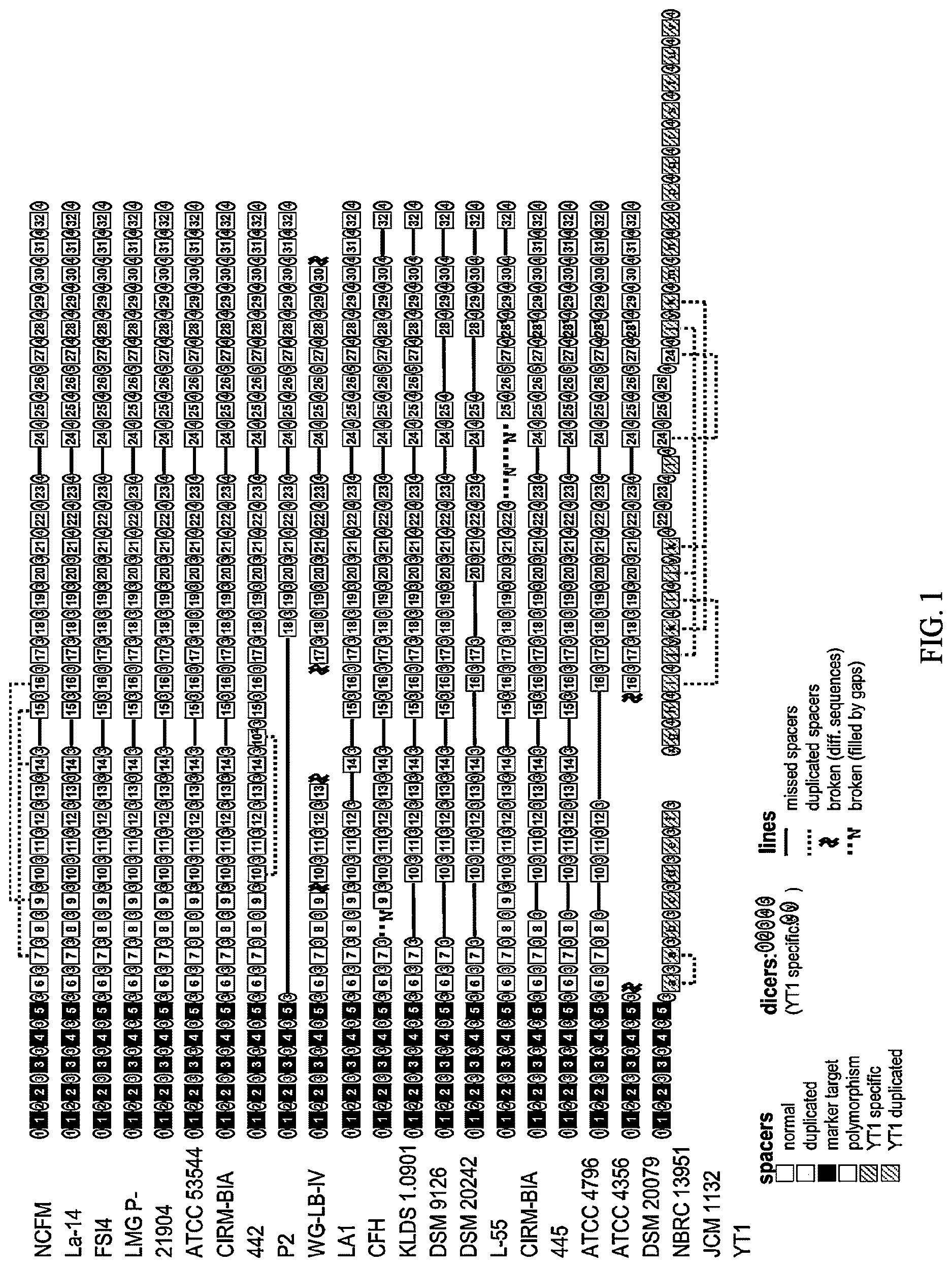 Patent US12618117 — Composition for discriminating Lactobacillus acidophilus strains and discrimination method using same — Figure 1