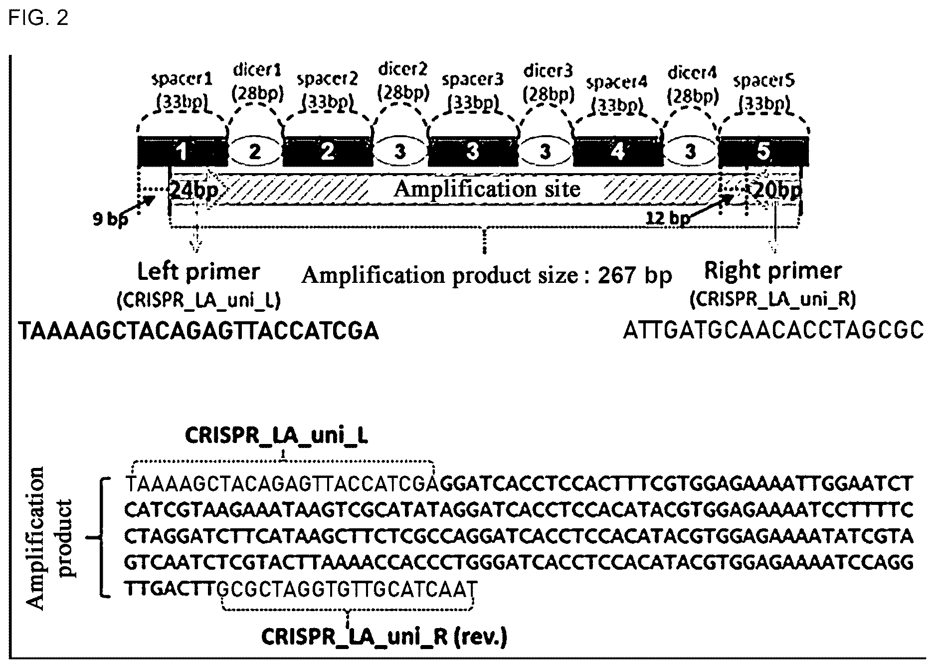 Patent US12618117 Figure 2 – Composition for discriminating Lactobacillus acidophilus strains and discrimination method using same