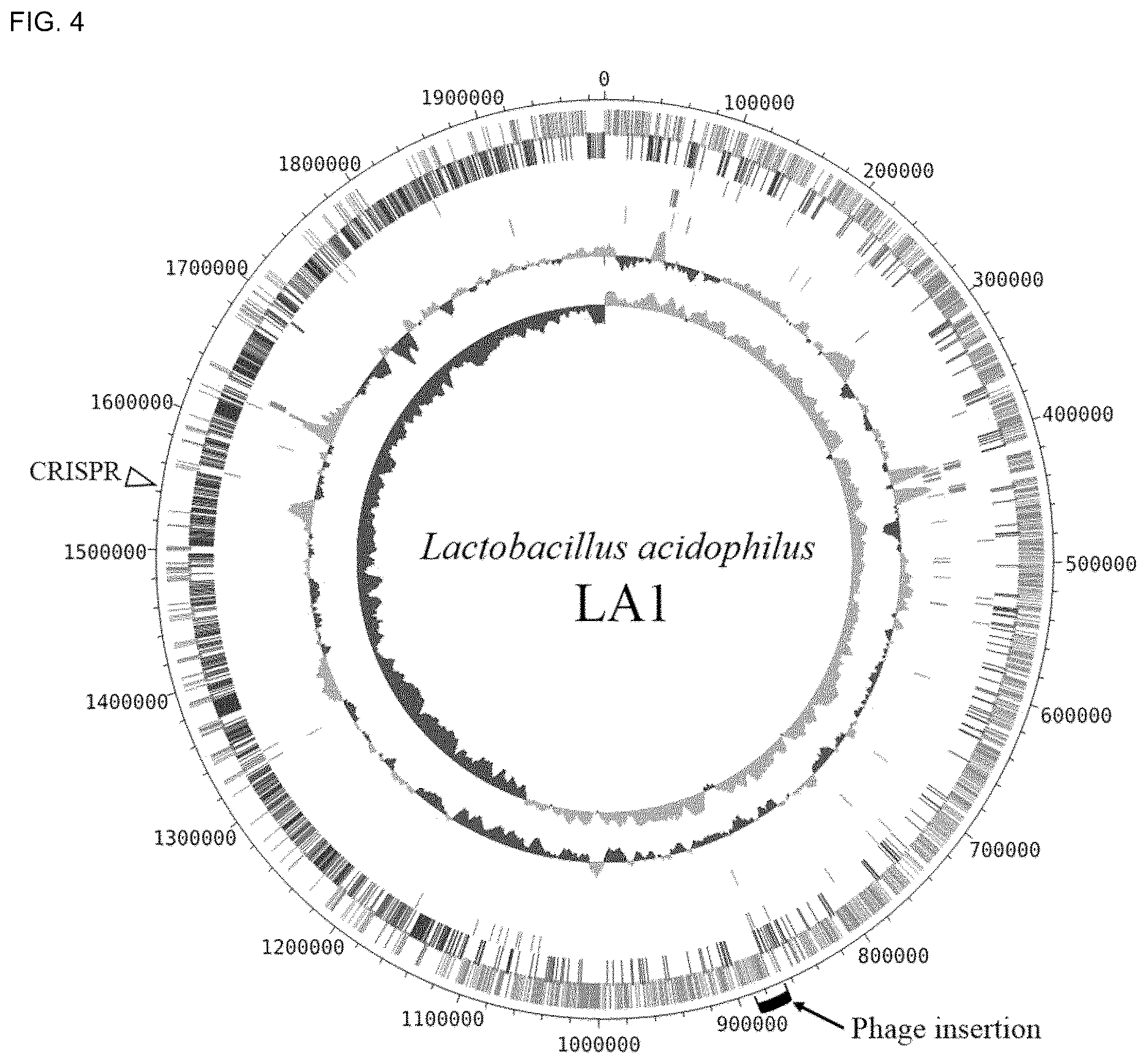 Patent US12618117 Figure 5 – Composition for discriminating Lactobacillus acidophilus strains and discrimination method using same