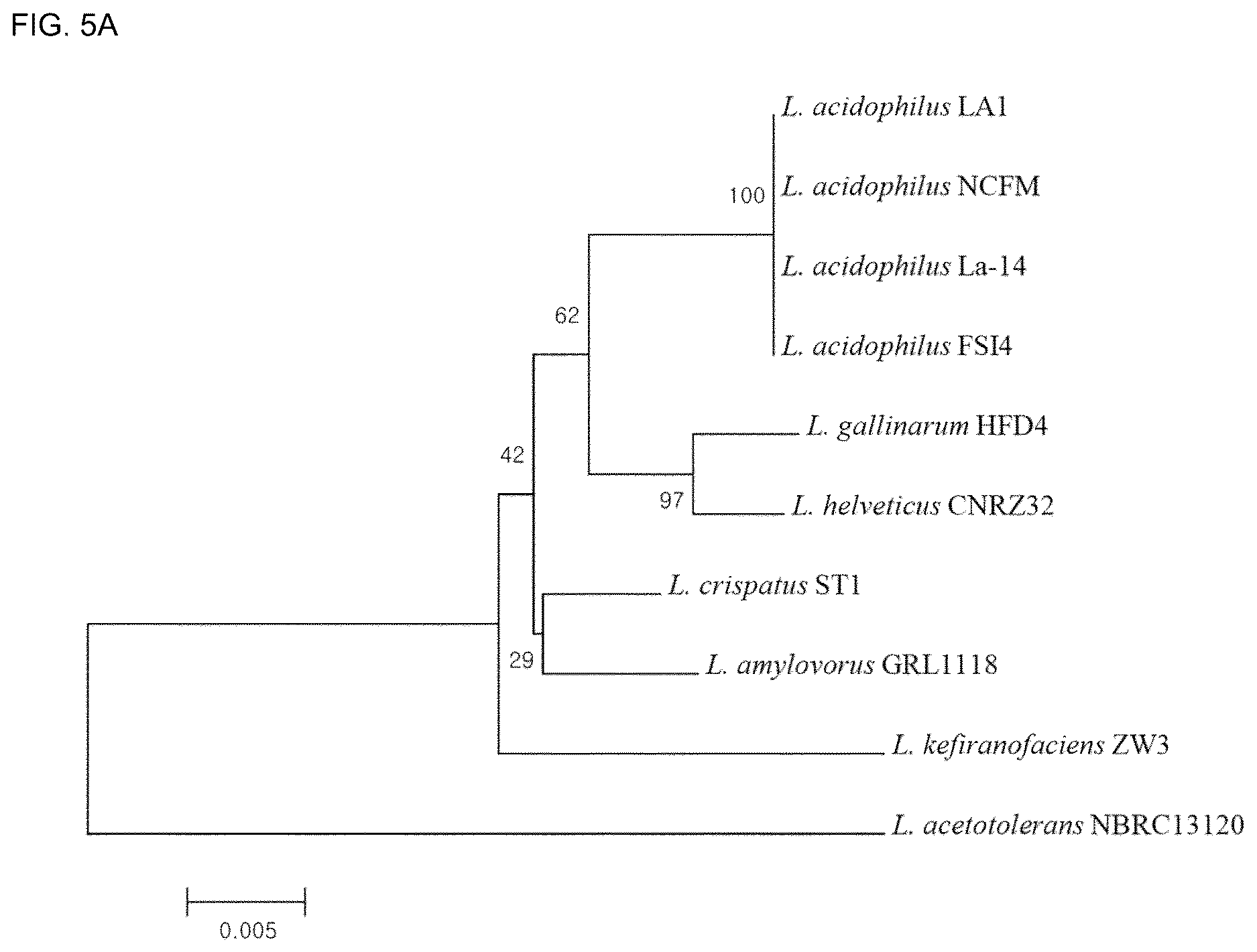 Patent US12618117 Figure 6 – Composition for discriminating Lactobacillus acidophilus strains and discrimination method using same