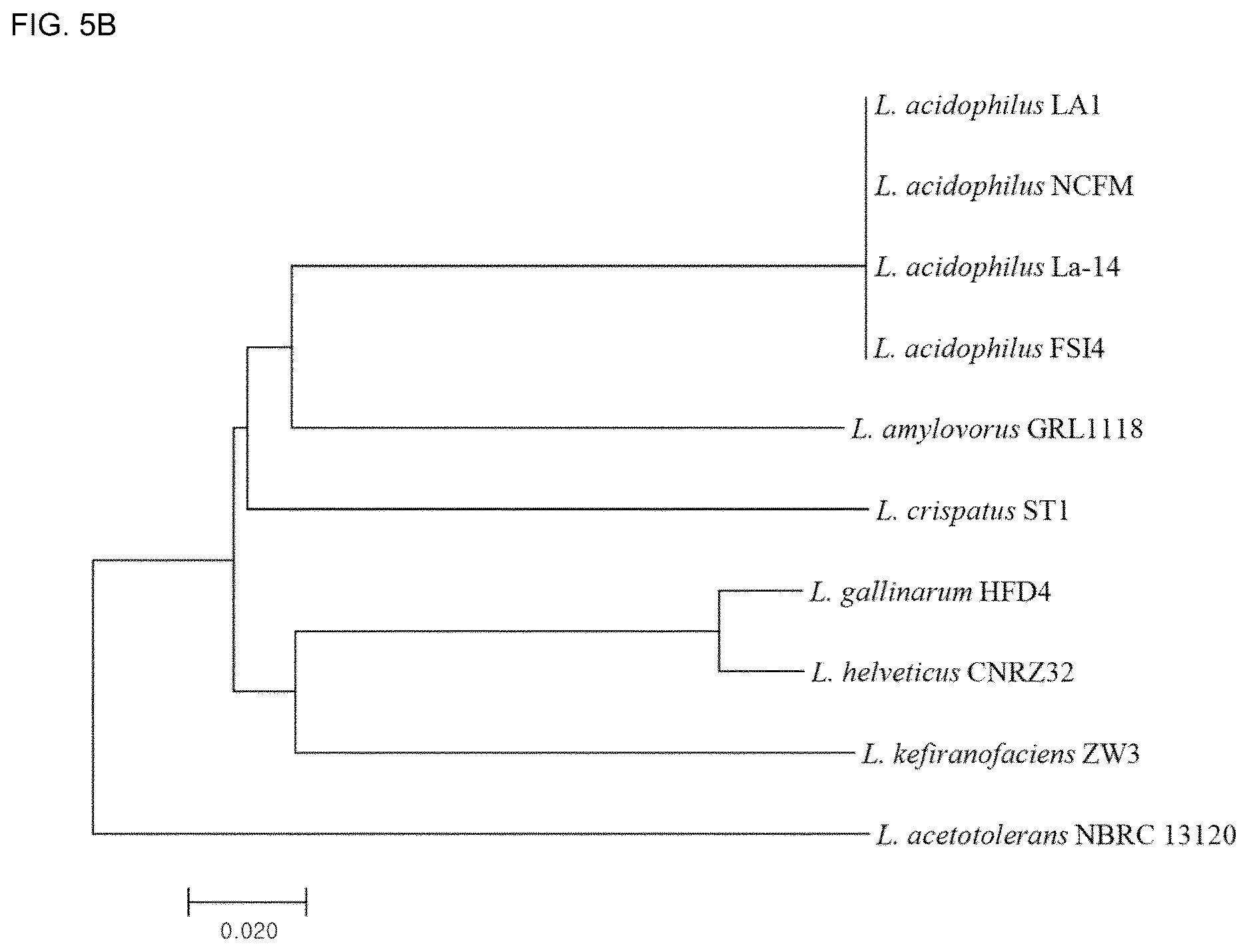 Patent US12618117 Figure 7 – Composition for discriminating Lactobacillus acidophilus strains and discrimination method using same