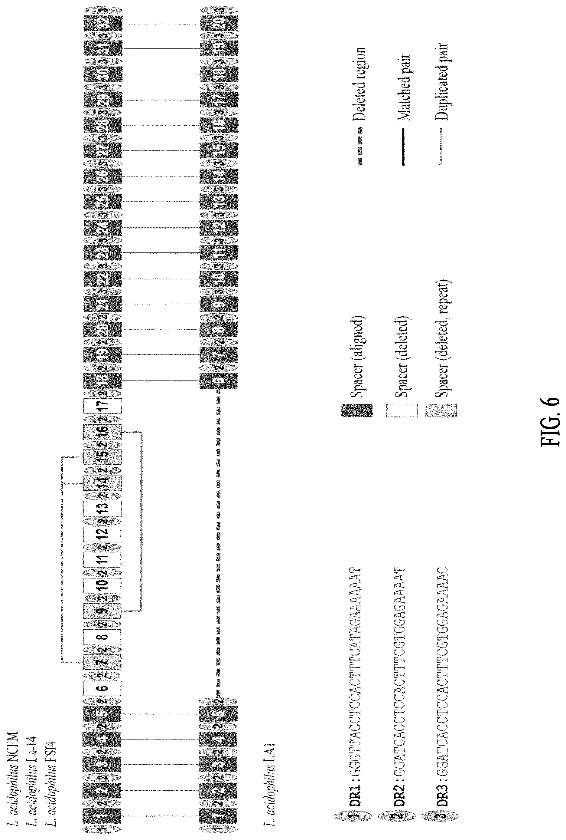 Patent US12618117 Figure 8 – Composition for discriminating Lactobacillus acidophilus strains and discrimination method using same