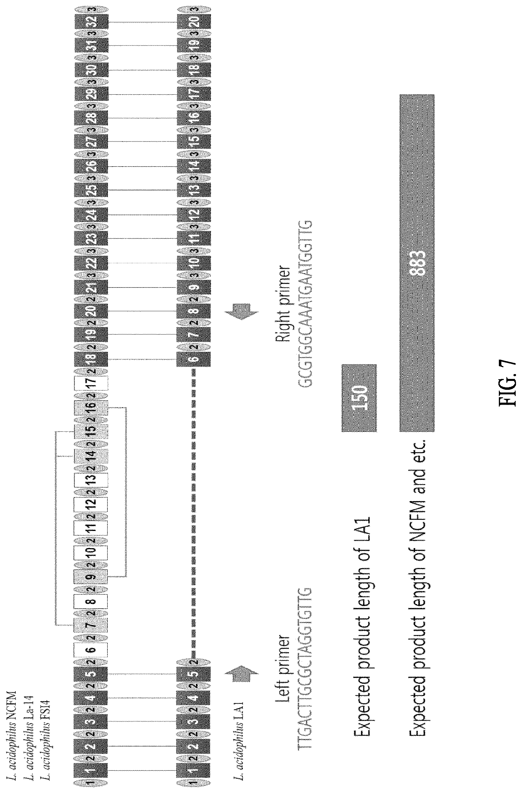 Patent US12618117 Figure 9 – Composition for discriminating Lactobacillus acidophilus strains and discrimination method using same