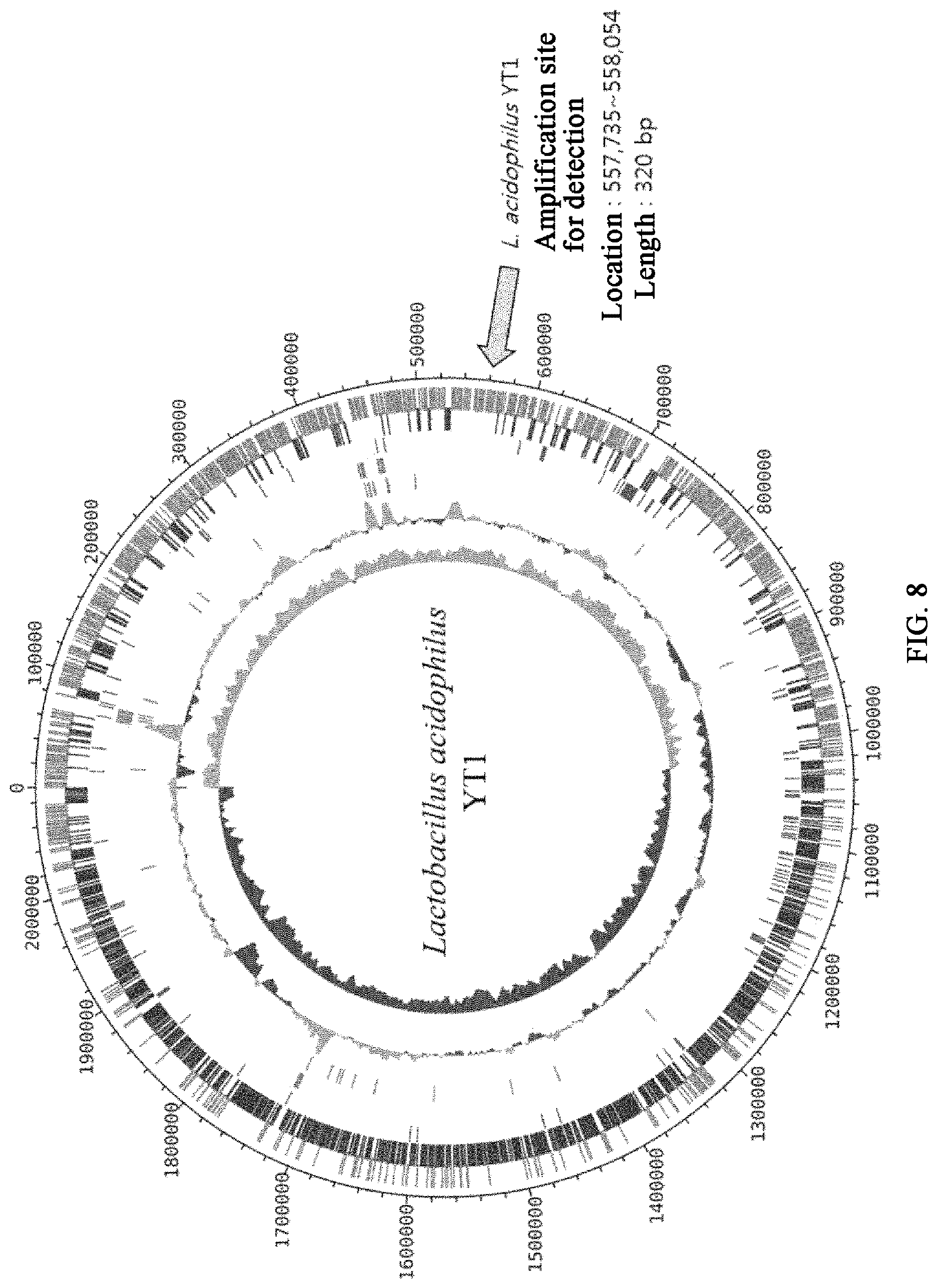 Patent US12618117 Figure 10 – Composition for discriminating Lactobacillus acidophilus strains and discrimination method using same