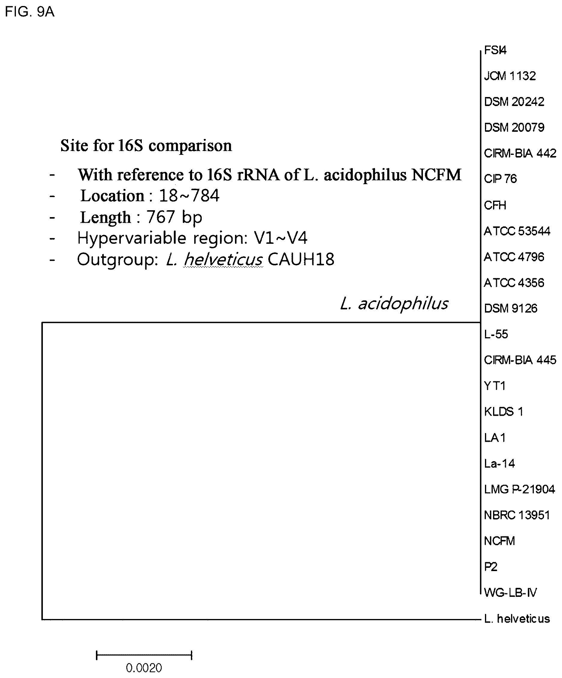 Patent US12618117 Figure 11 – Composition for discriminating Lactobacillus acidophilus strains and discrimination method using same