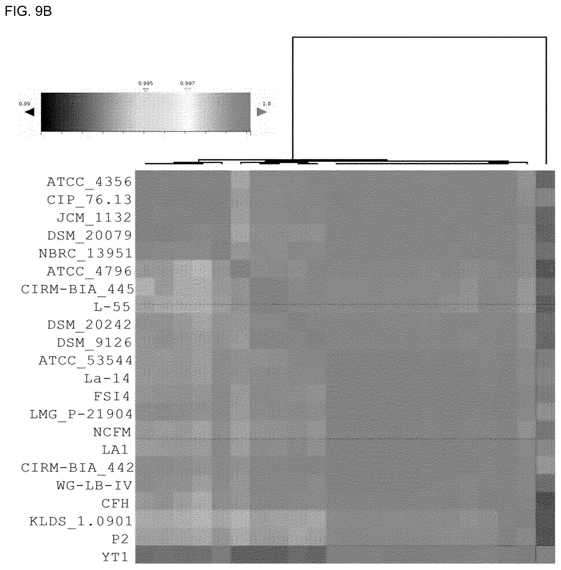 Patent US12618117 Figure 12 – Composition for discriminating Lactobacillus acidophilus strains and discrimination method using same