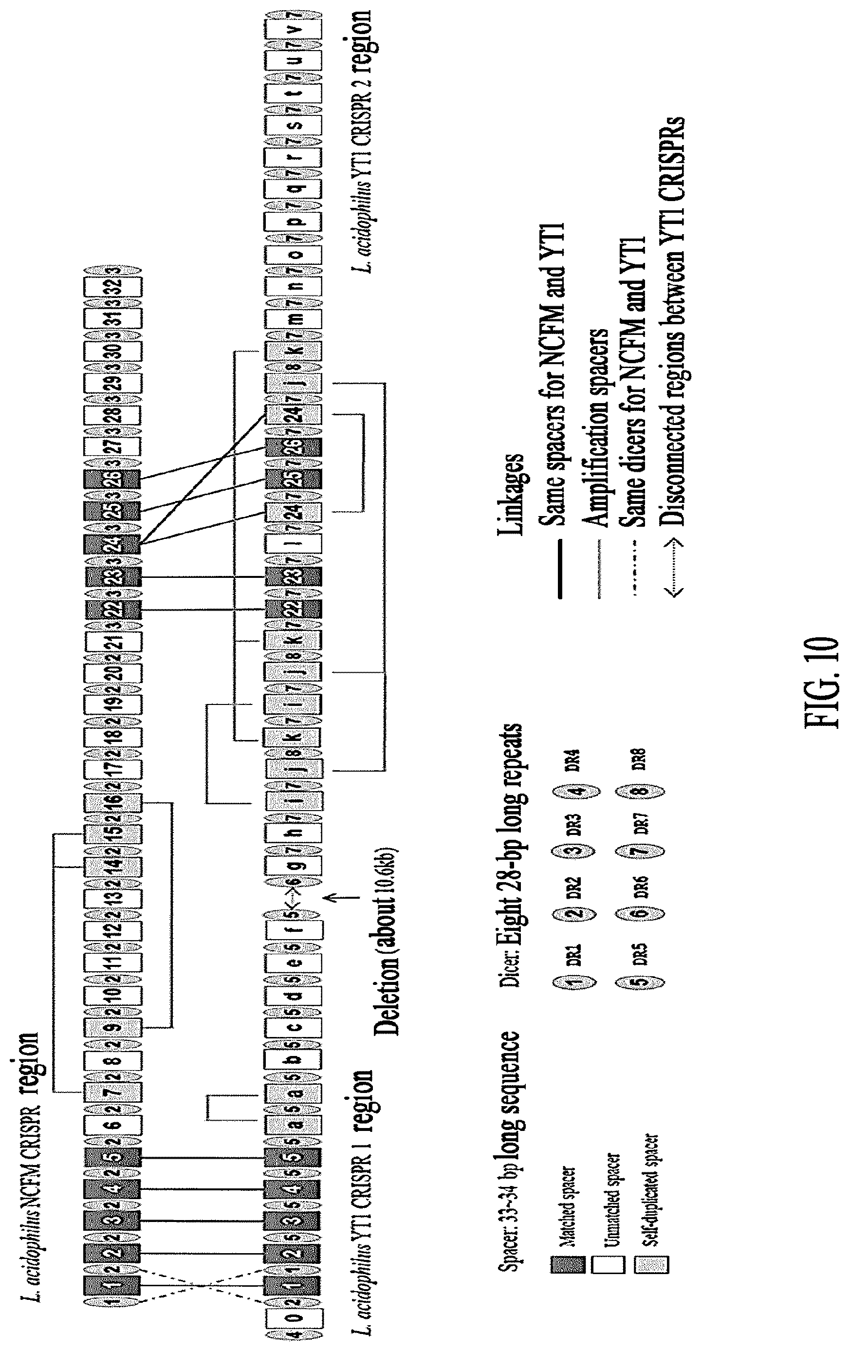 Patent US12618117 Figure 13 – Composition for discriminating Lactobacillus acidophilus strains and discrimination method using same