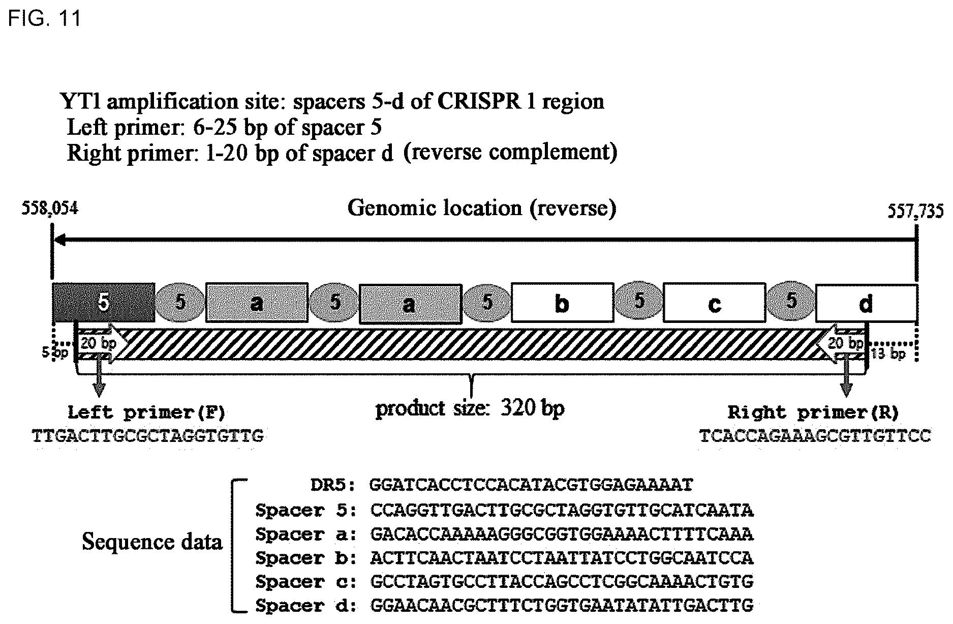 Patent US12618117 Figure 14 – Composition for discriminating Lactobacillus acidophilus strains and discrimination method using same