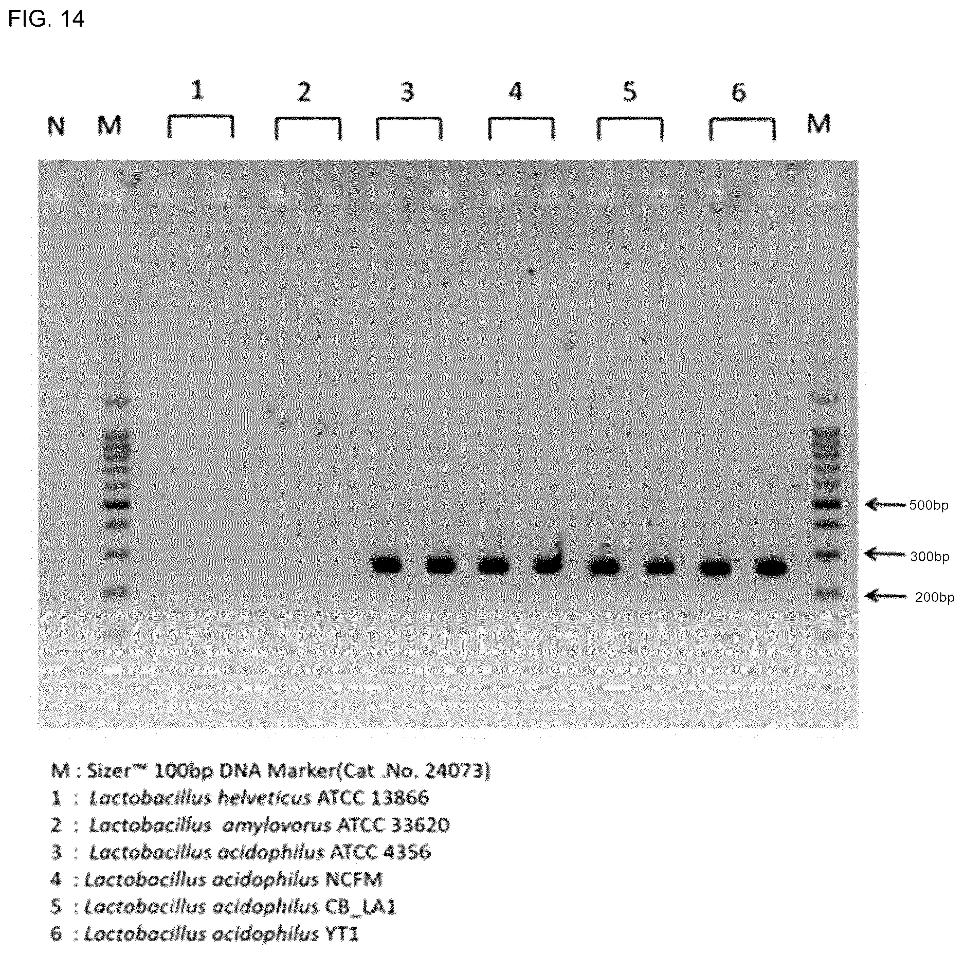 Patent US12618117 Figure 17 – Composition for discriminating Lactobacillus acidophilus strains and discrimination method using same
