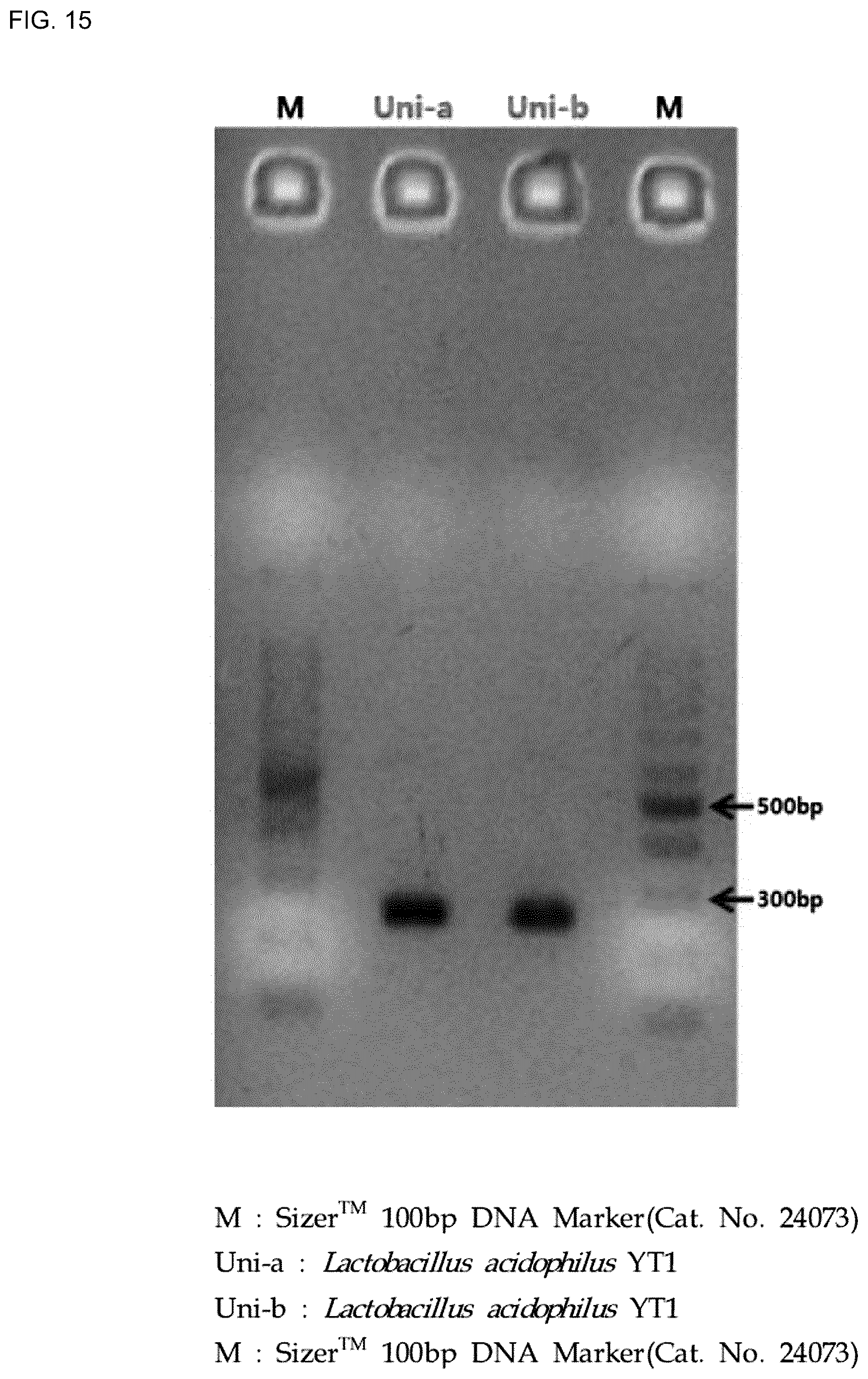 Patent US12618117 Figure 18 – Composition for discriminating Lactobacillus acidophilus strains and discrimination method using same
