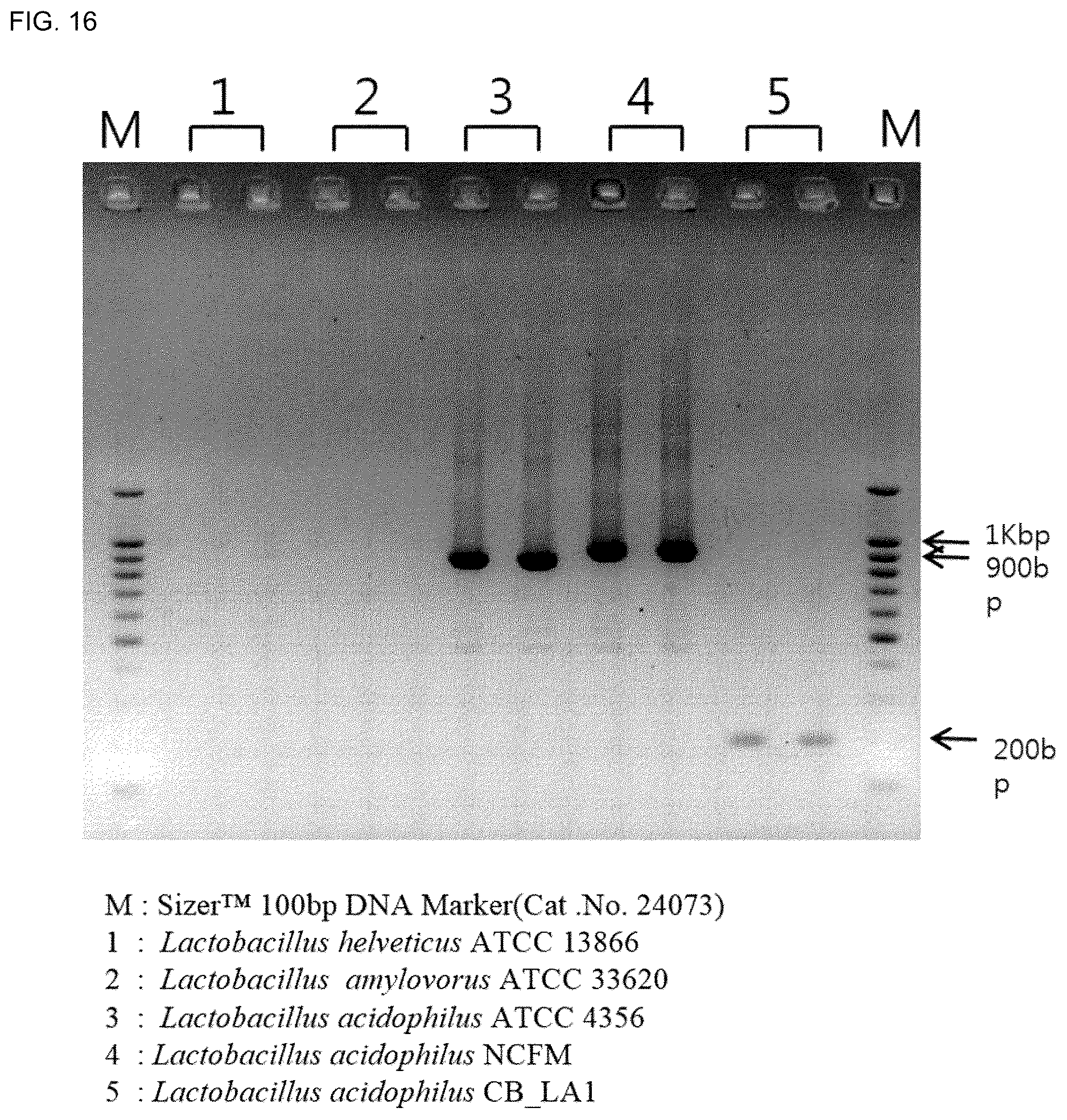 Patent US12618117 Figure 19 – Composition for discriminating Lactobacillus acidophilus strains and discrimination method using same