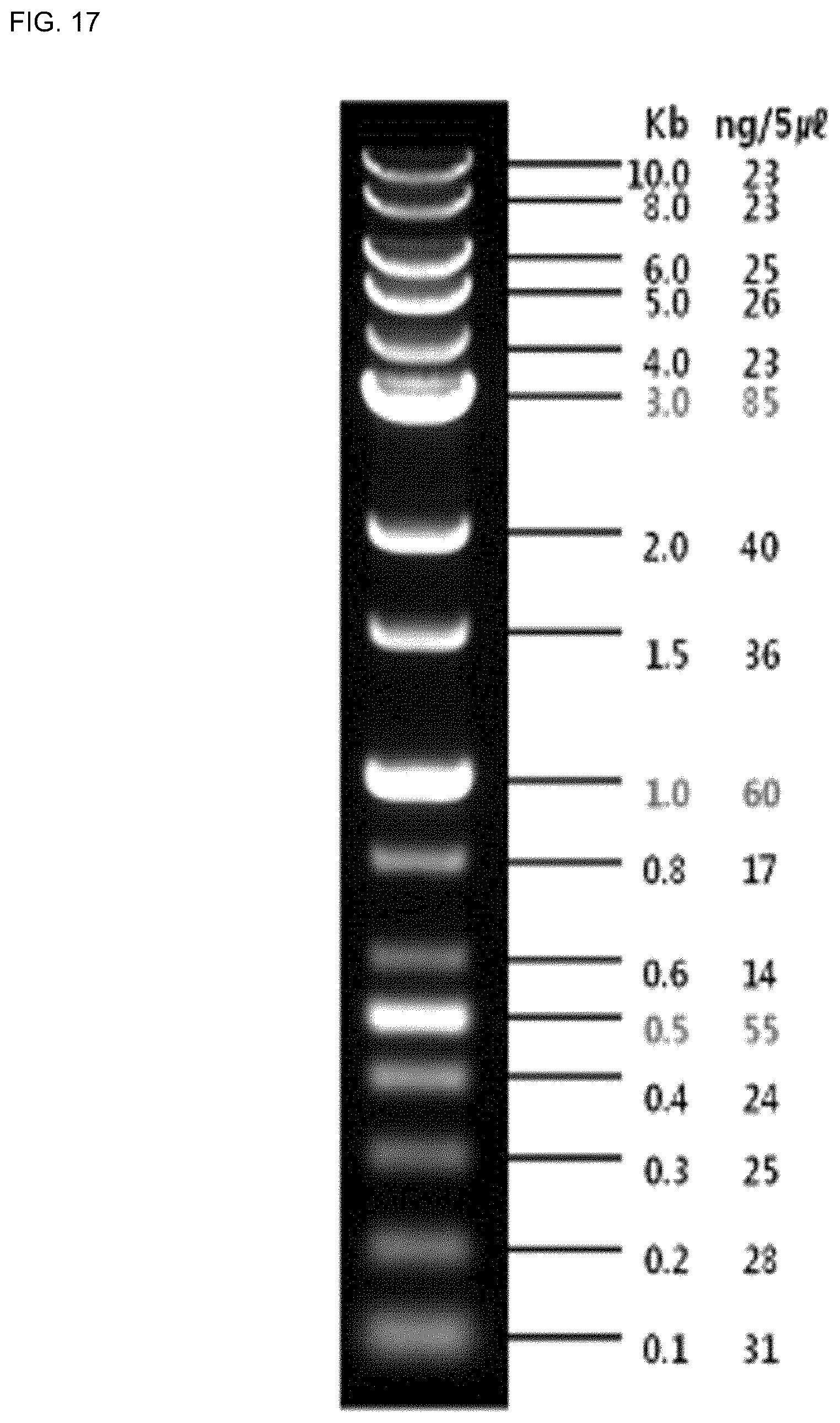 Patent US12618117 Figure 20 – Composition for discriminating Lactobacillus acidophilus strains and discrimination method using same