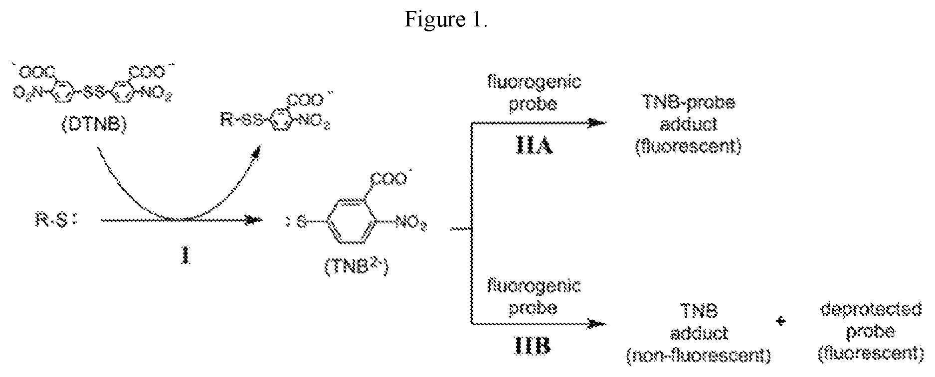 Patent US12618779 Figure 1 – Fluorescent ellman assay for free thiol detection