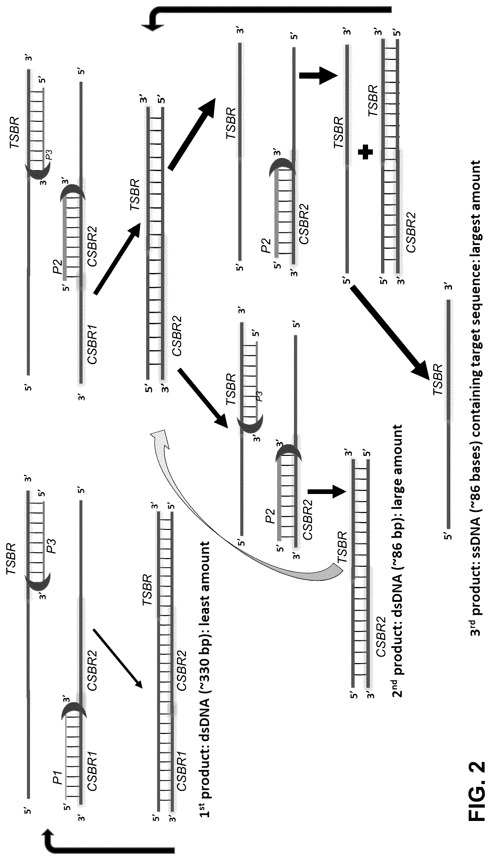 Patent US12618795 Figure 2 – Methods for asymmetric semi-nested isothermal nucleotide amplification