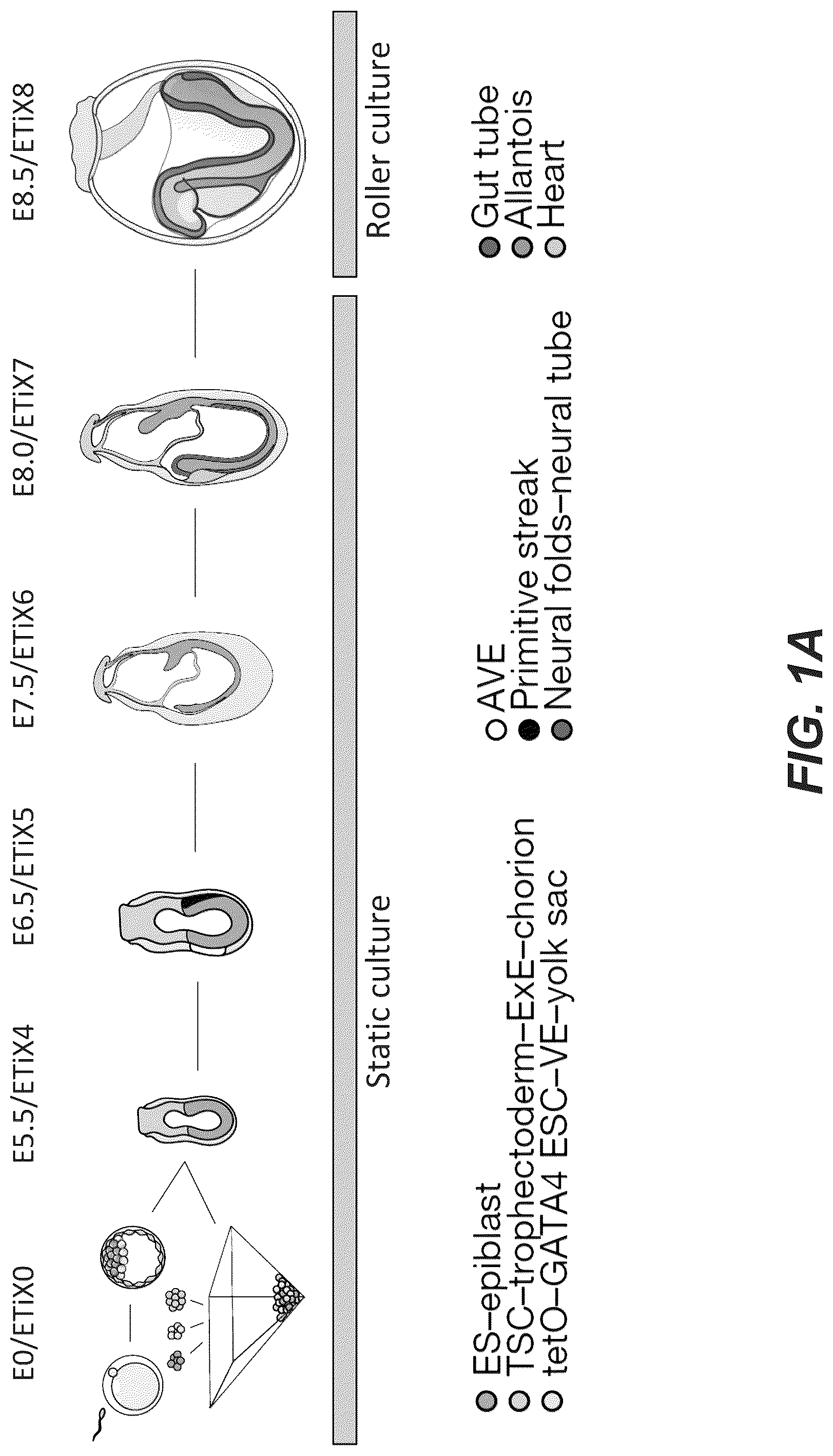 Patent US12618830 Figure 1 – Methods, culture medias and devices for generating embryos in vitro from stem cells