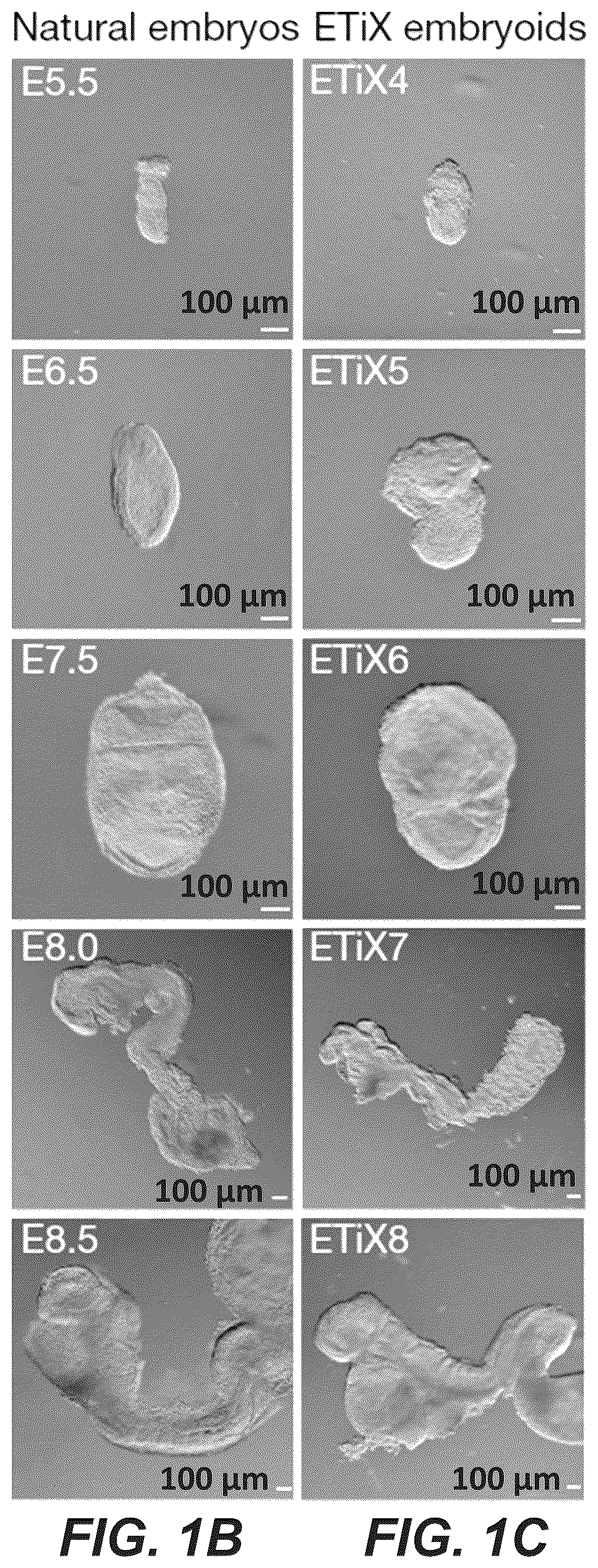 Patent US12618830 Figure 2 – Methods, culture medias and devices for generating embryos in vitro from stem cells
