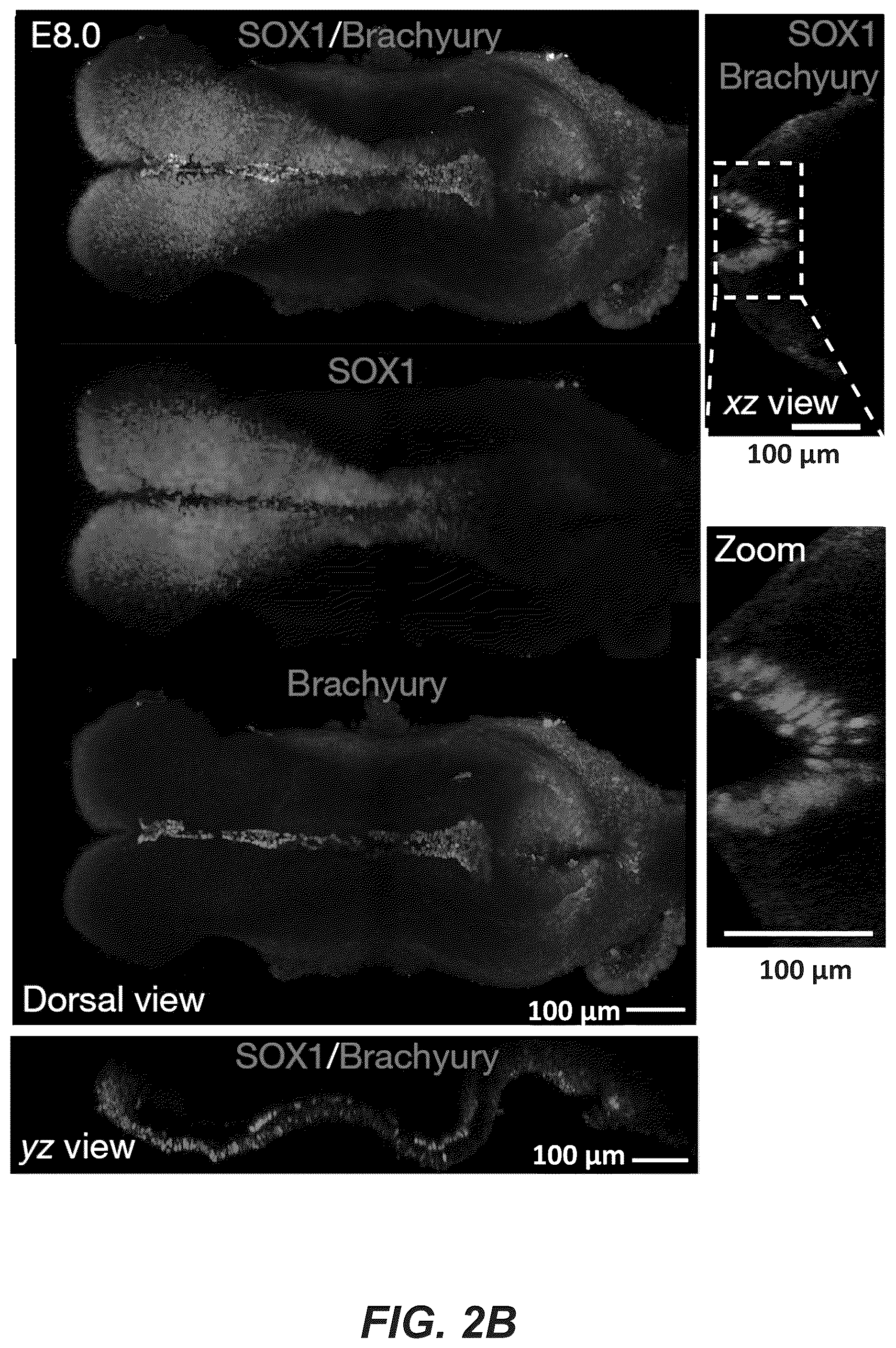 Patent US12618830 Figure 9 – Methods, culture medias and devices for generating embryos in vitro from stem cells