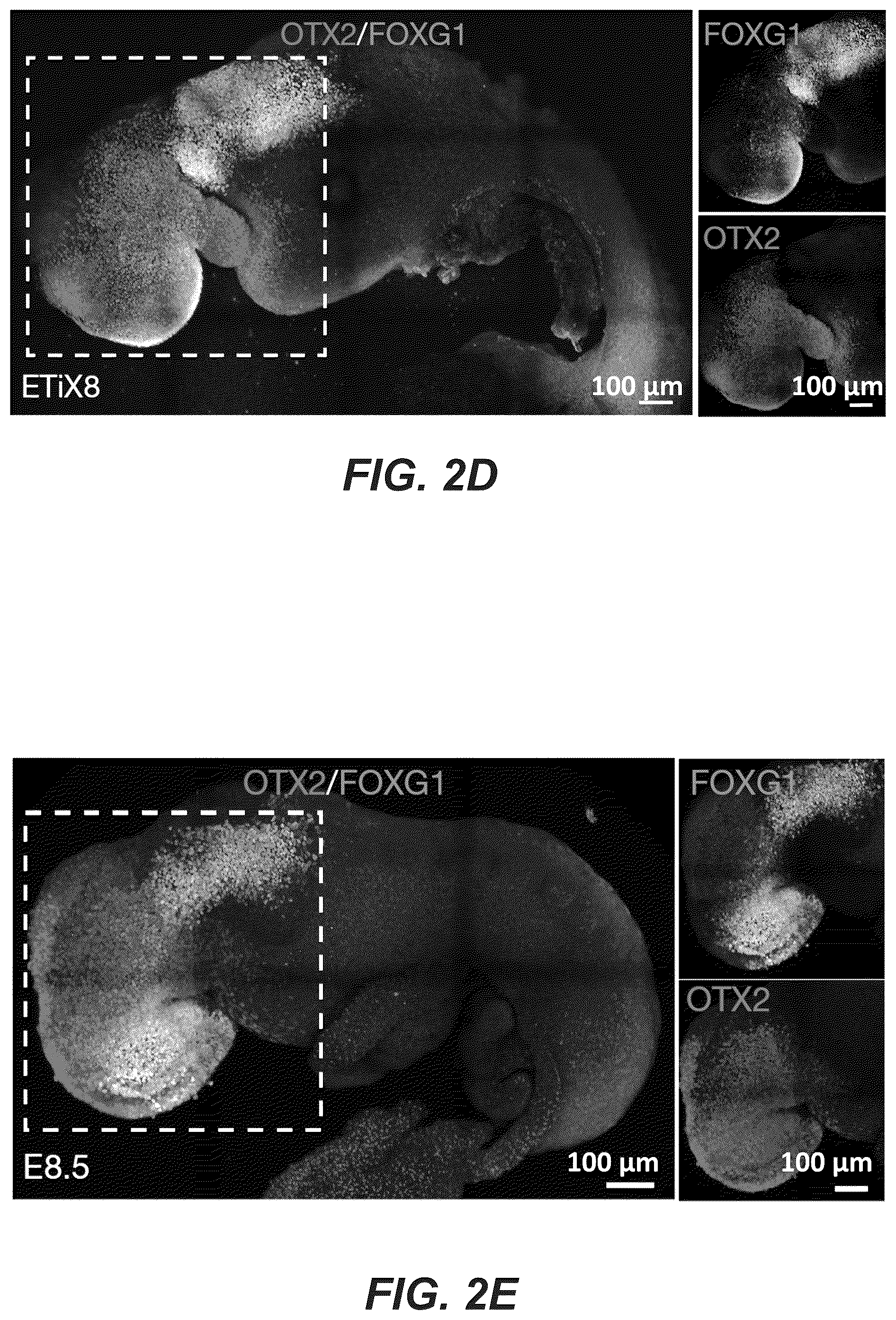 Patent US12618830 Figure 11 – Methods, culture medias and devices for generating embryos in vitro from stem cells