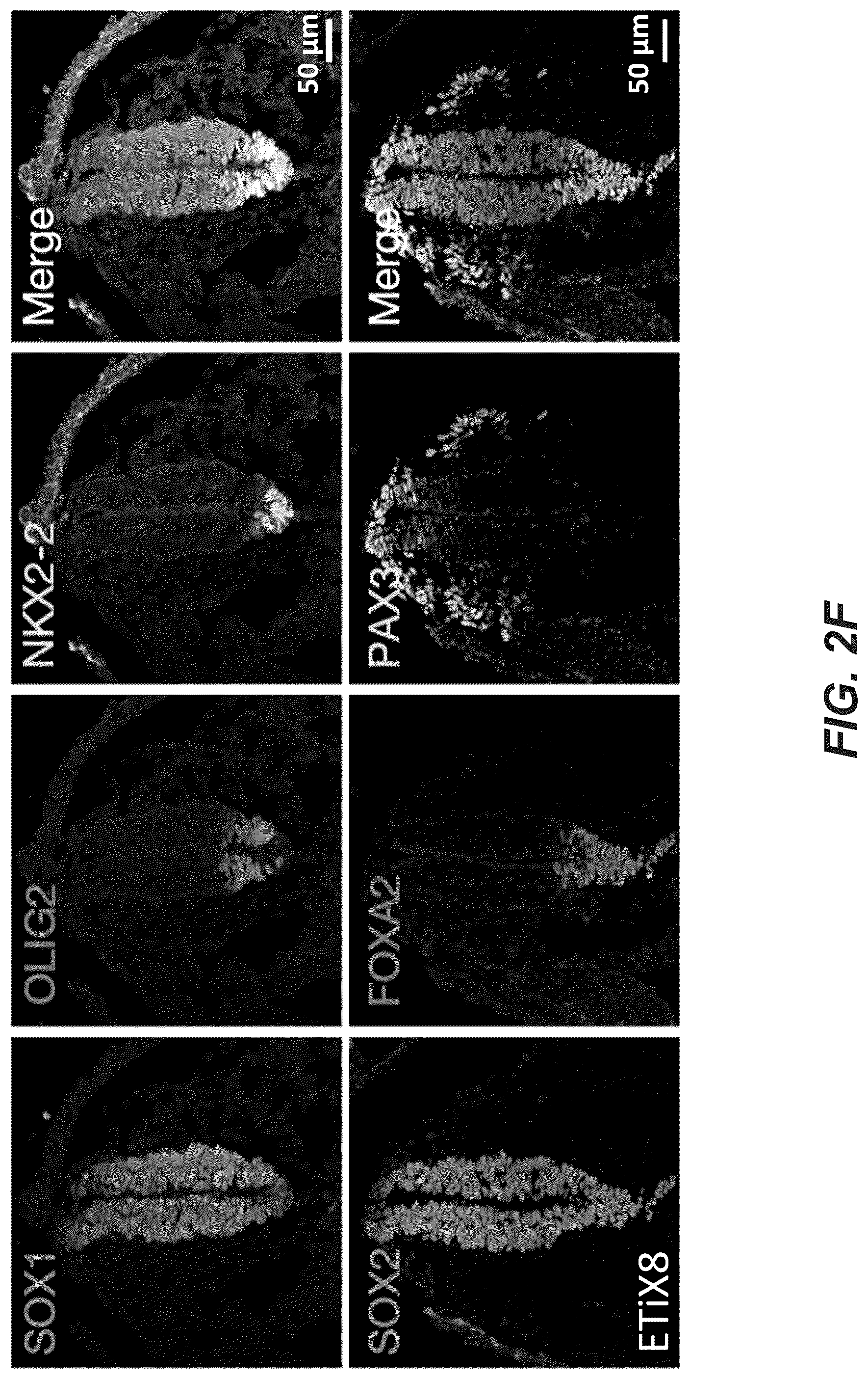 Patent US12618830 Figure 12 – Methods, culture medias and devices for generating embryos in vitro from stem cells