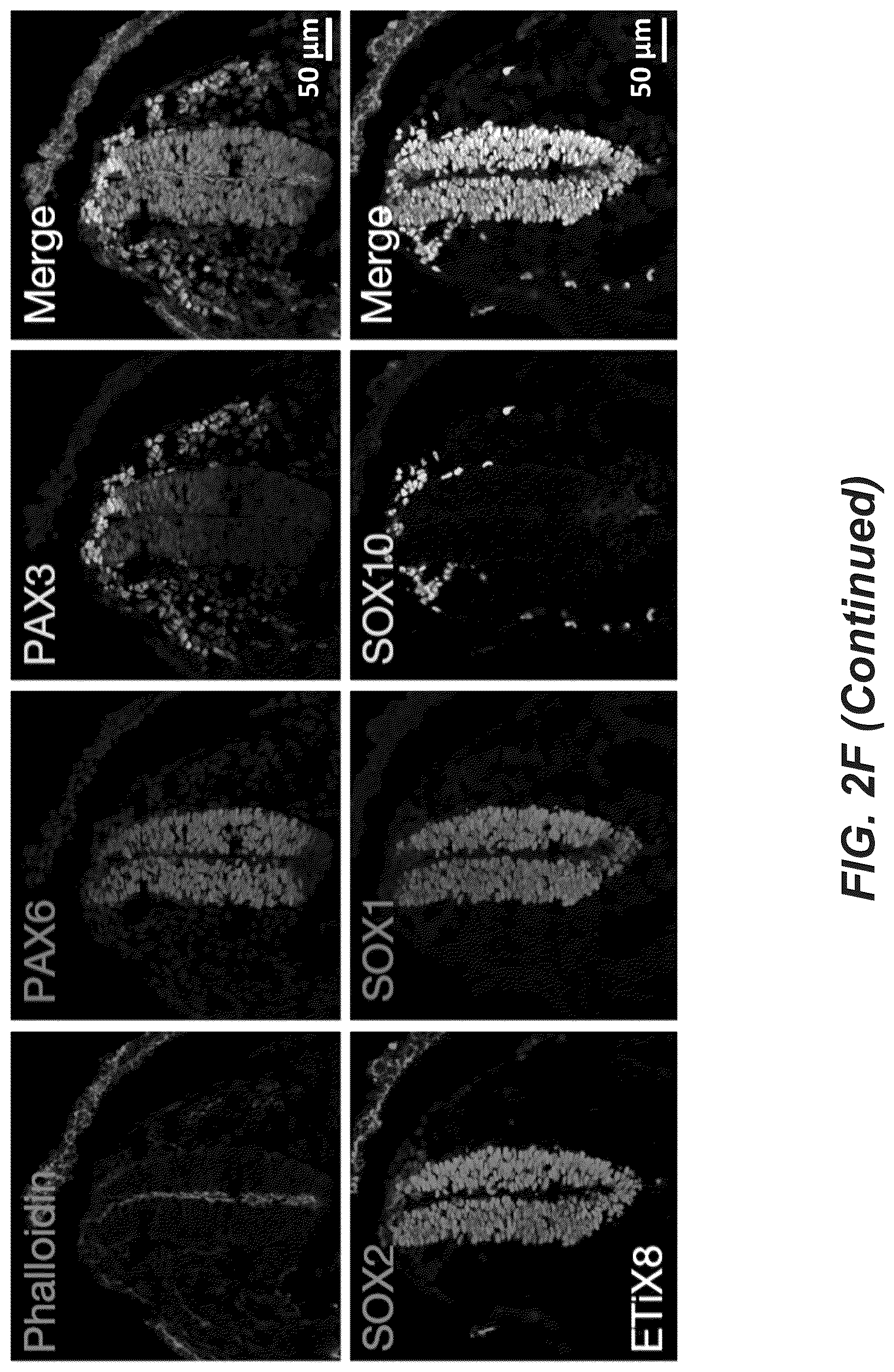 Patent US12618830 Figure 13 – Methods, culture medias and devices for generating embryos in vitro from stem cells