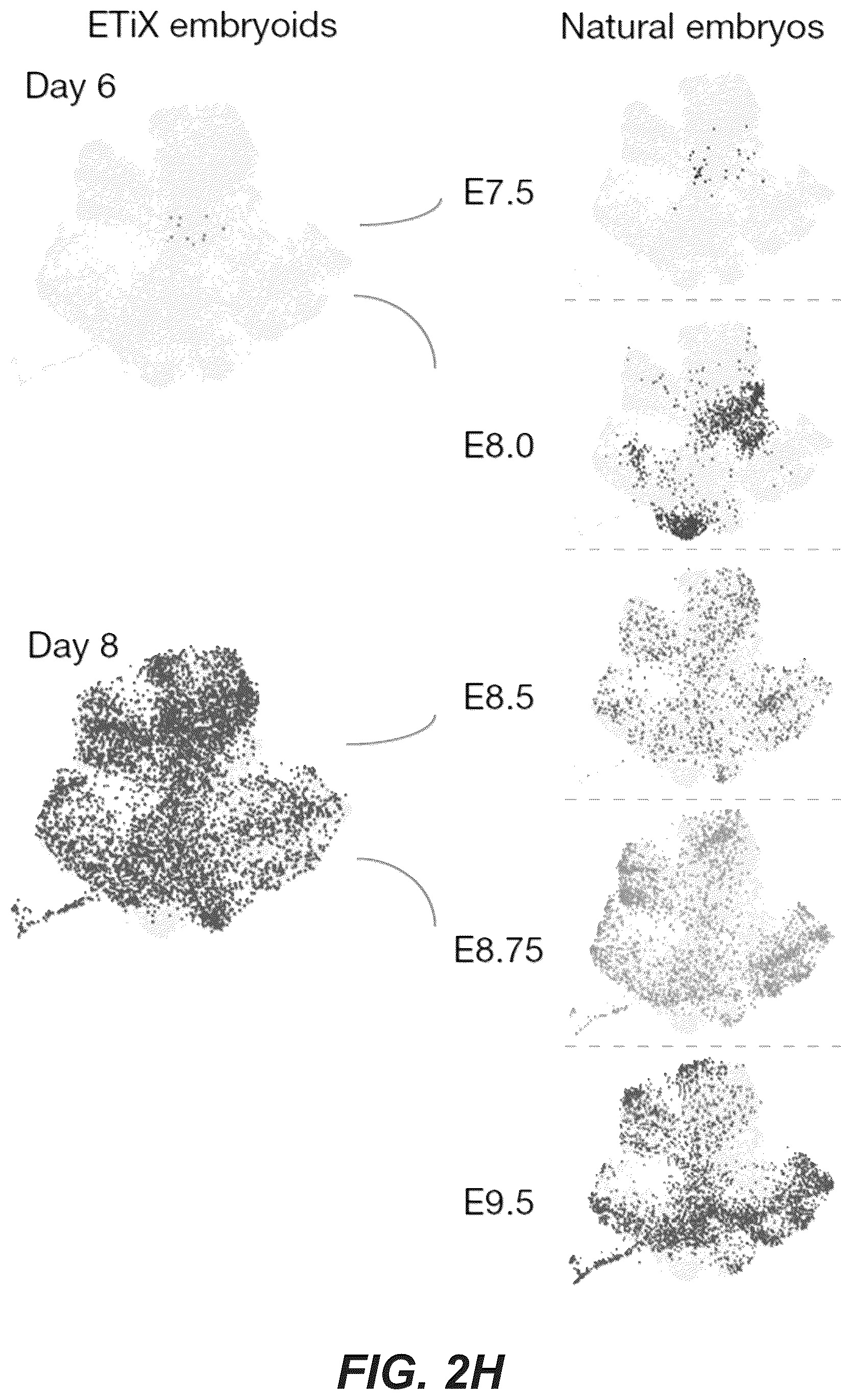 Patent US12618830 Figure 15 – Methods, culture medias and devices for generating embryos in vitro from stem cells