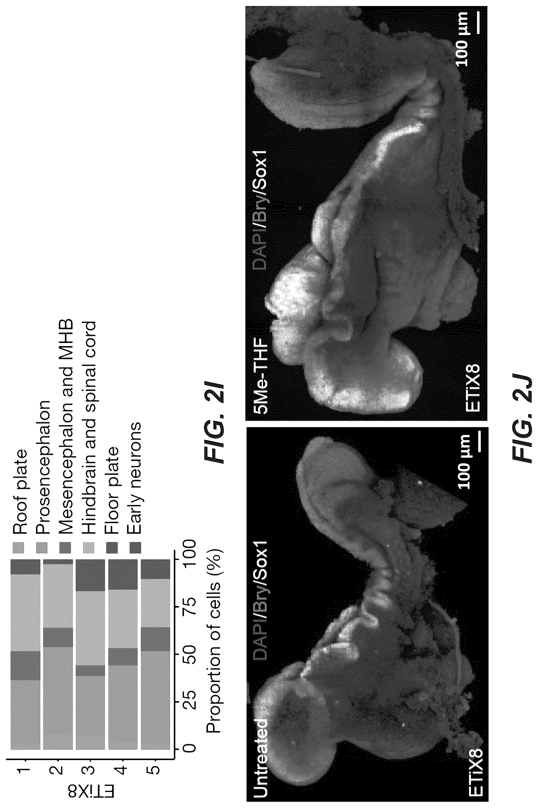 Patent US12618830 Figure 16 – Methods, culture medias and devices for generating embryos in vitro from stem cells