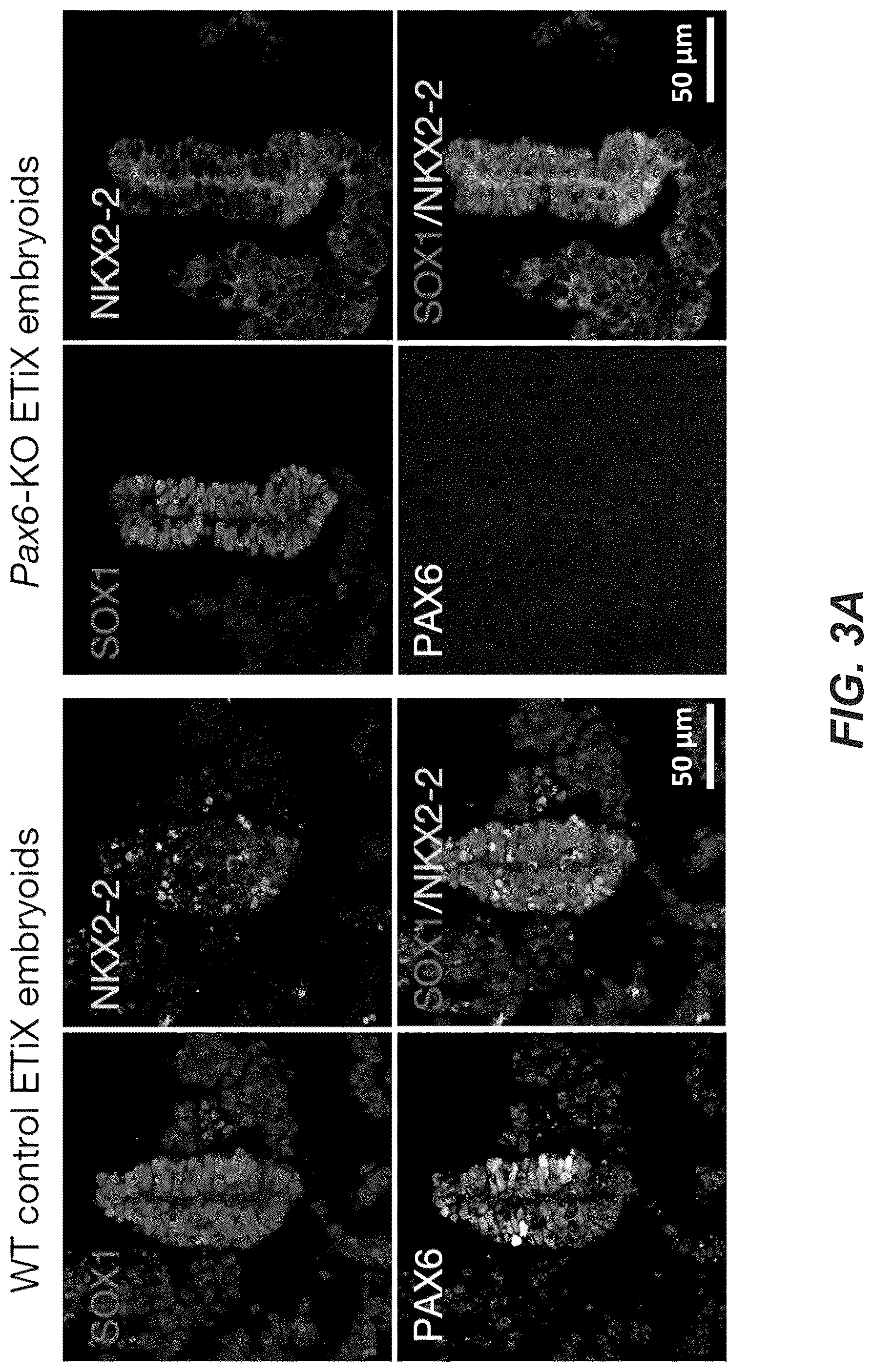 Patent US12618830 Figure 17 – Methods, culture medias and devices for generating embryos in vitro from stem cells