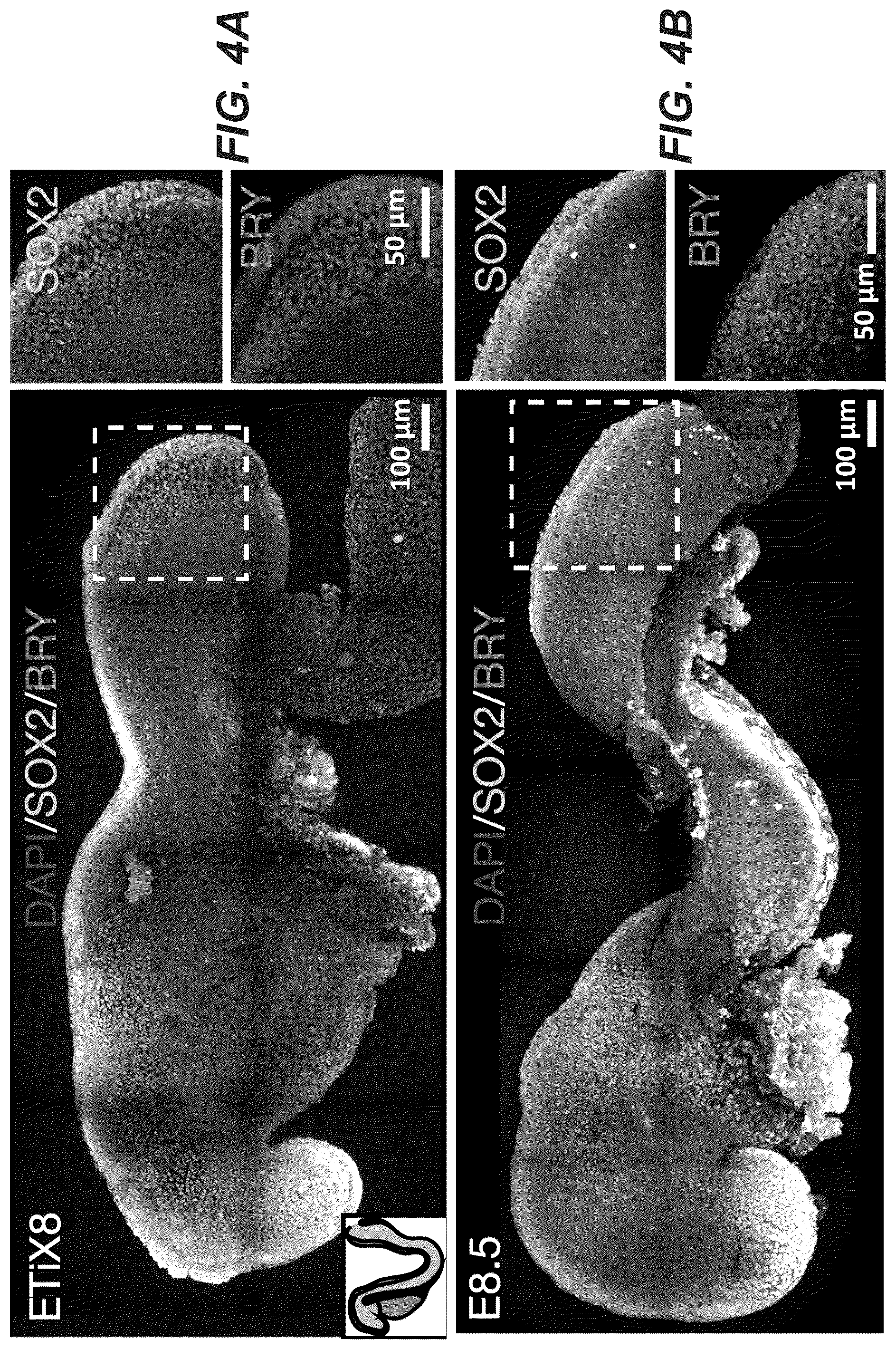 Patent US12618830 Figure 20 – Methods, culture medias and devices for generating embryos in vitro from stem cells