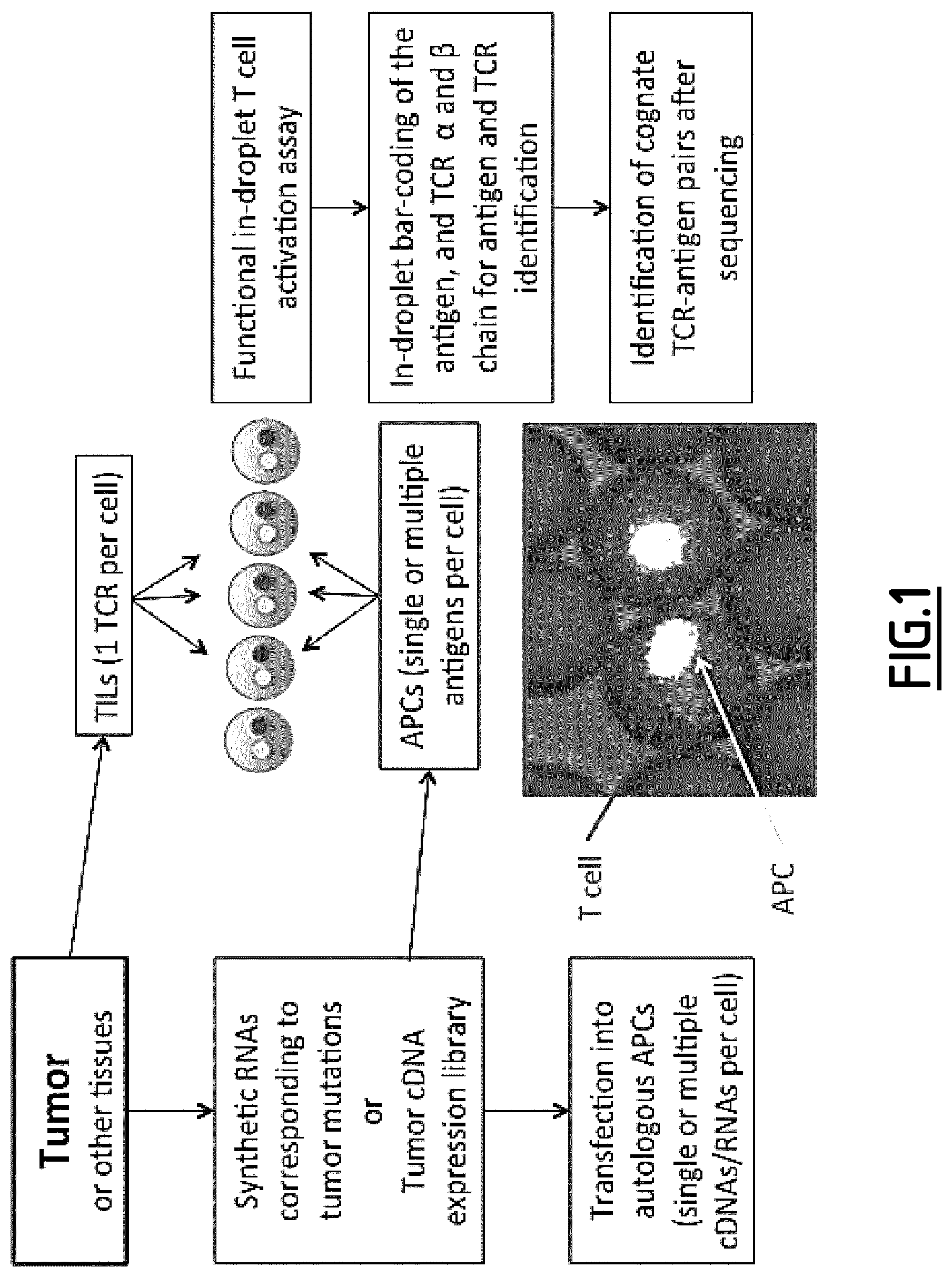 Patent US12618832 Figure 1 – Identification of cognate pairs of ligands and receptors